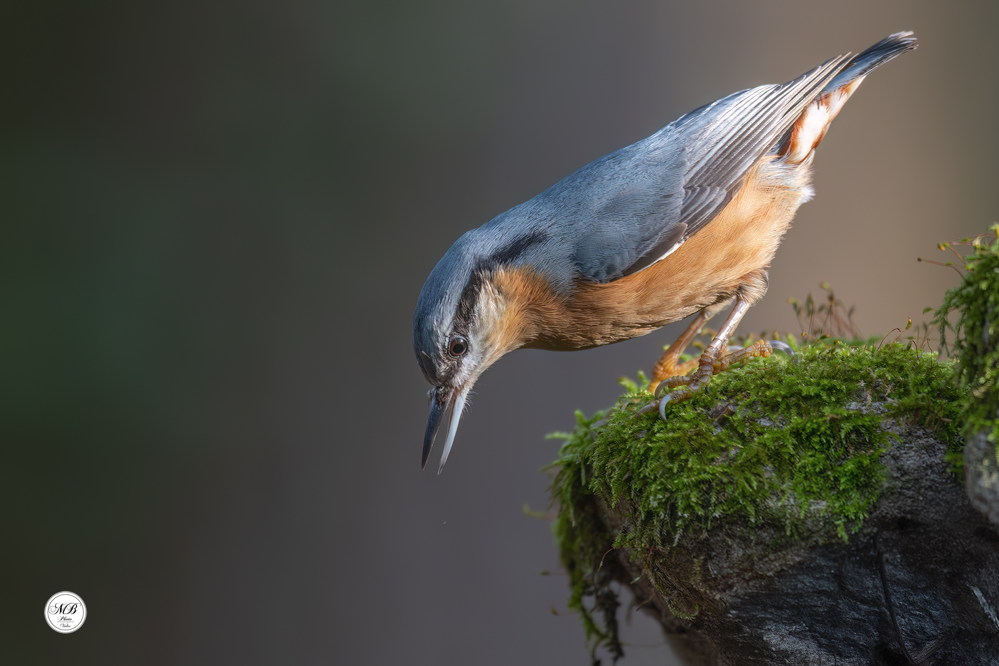 Wood nuthatch