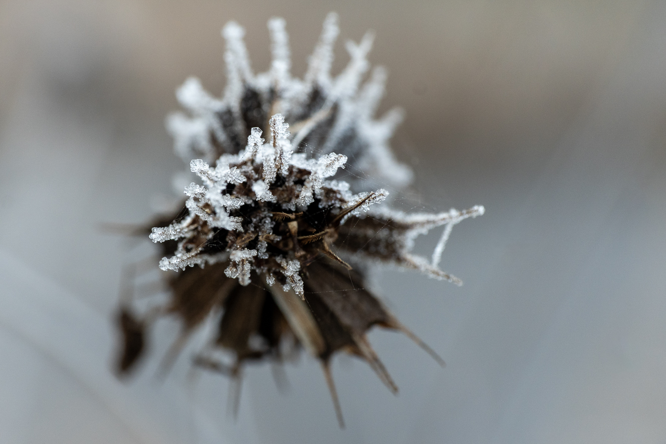 Detail of a winter morning