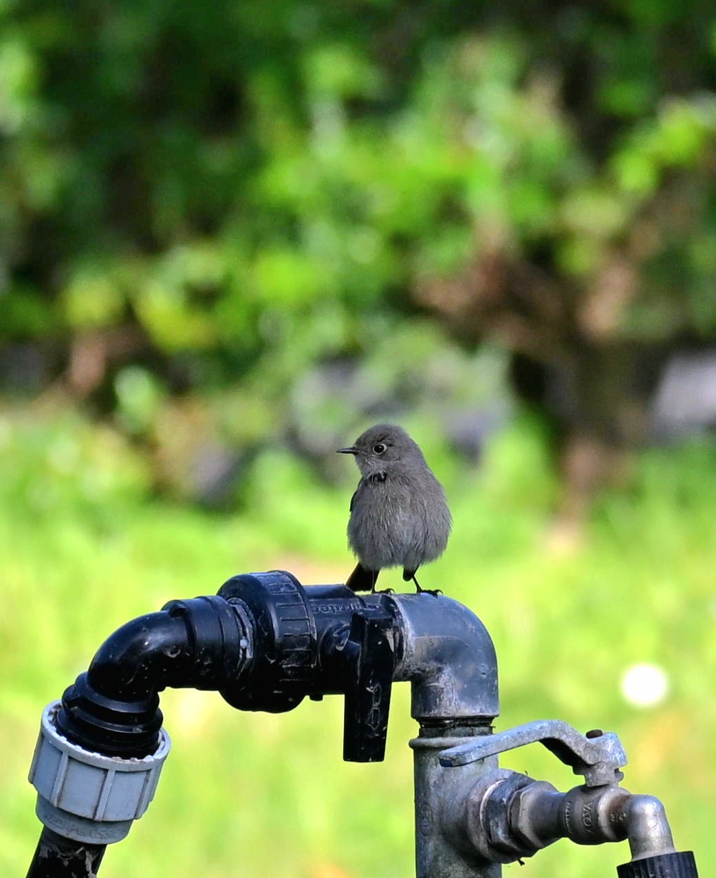 È arrivato l'idraulico