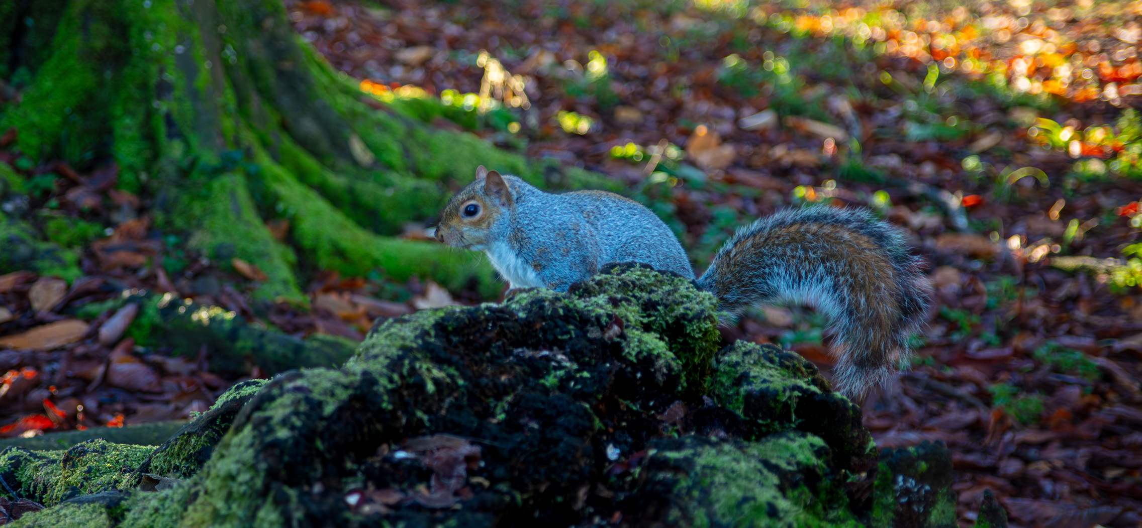 Scoiatolo, Villa Reale
