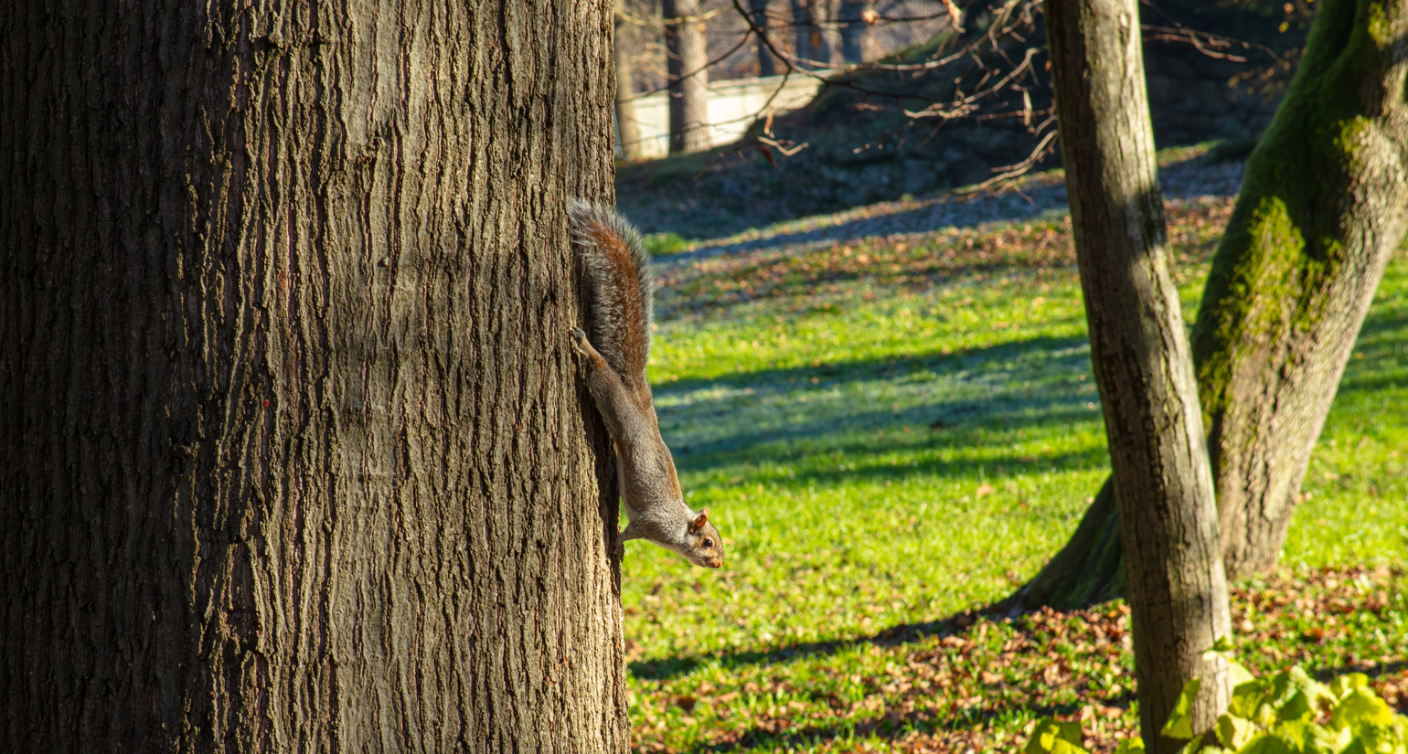 Scoiatolo, Villa Reale park in Monza