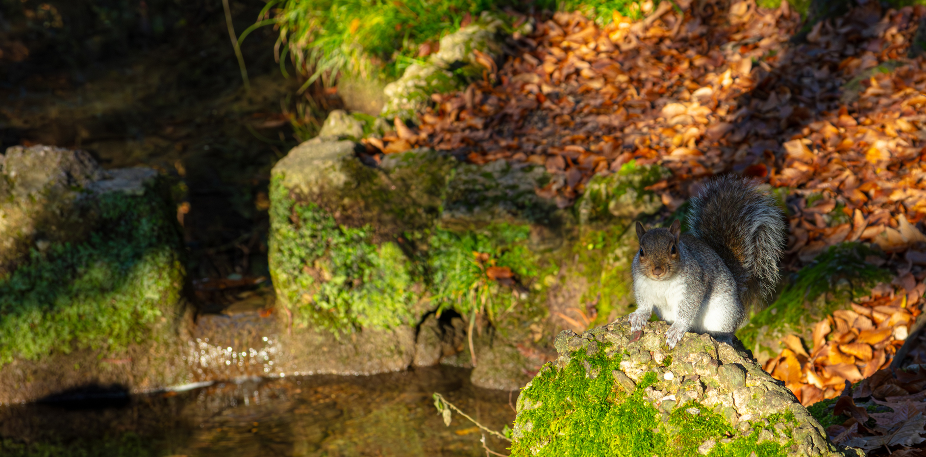 Scoiatolo, Villa Reale