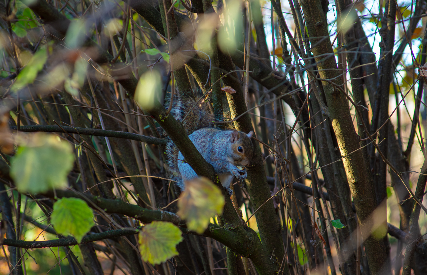 Scoiatolo, Villa Reale