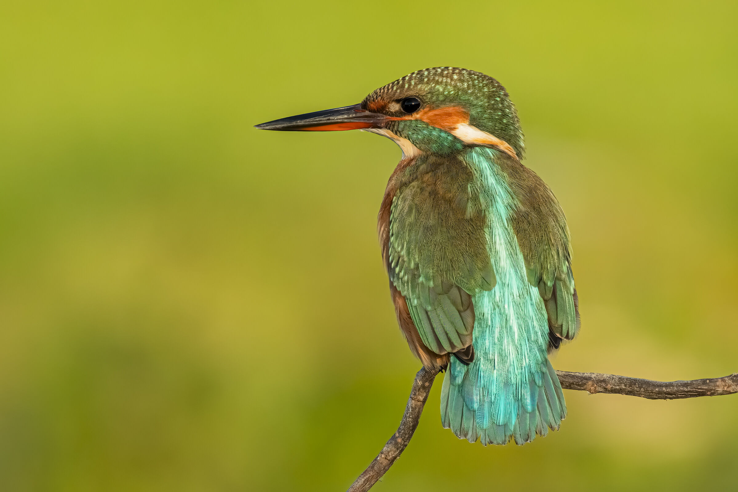 Kingfisher