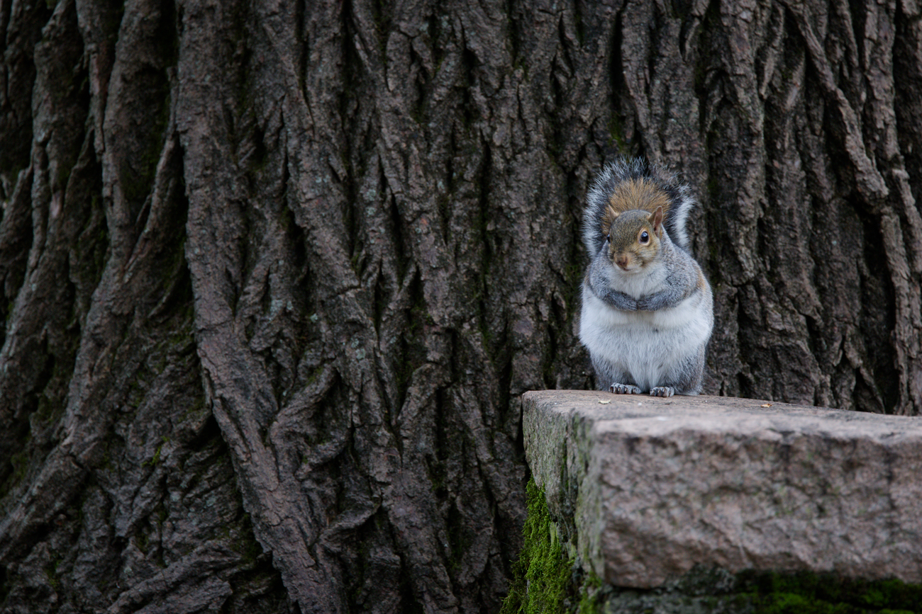City squirrel