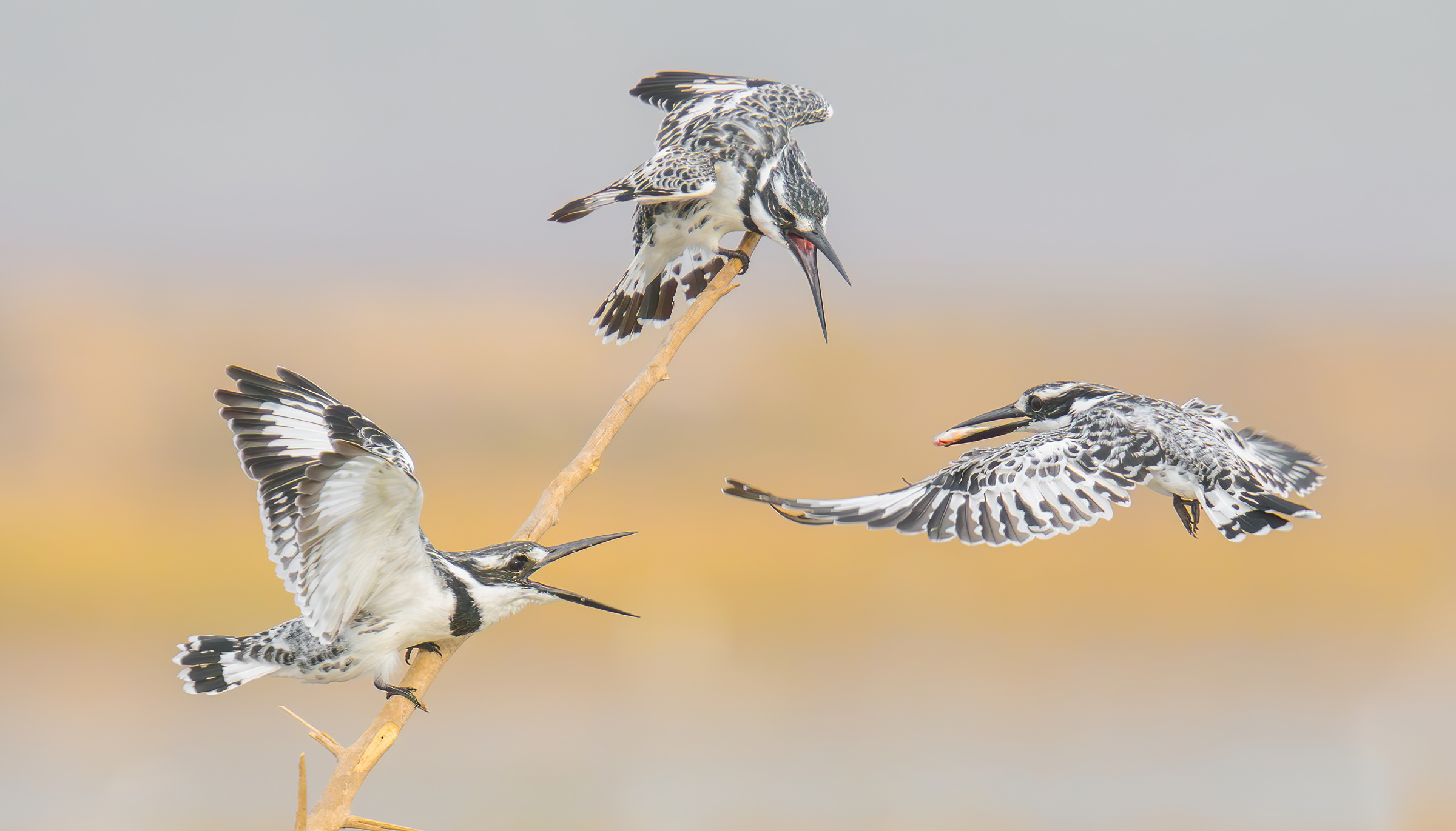 Pied kingfisher