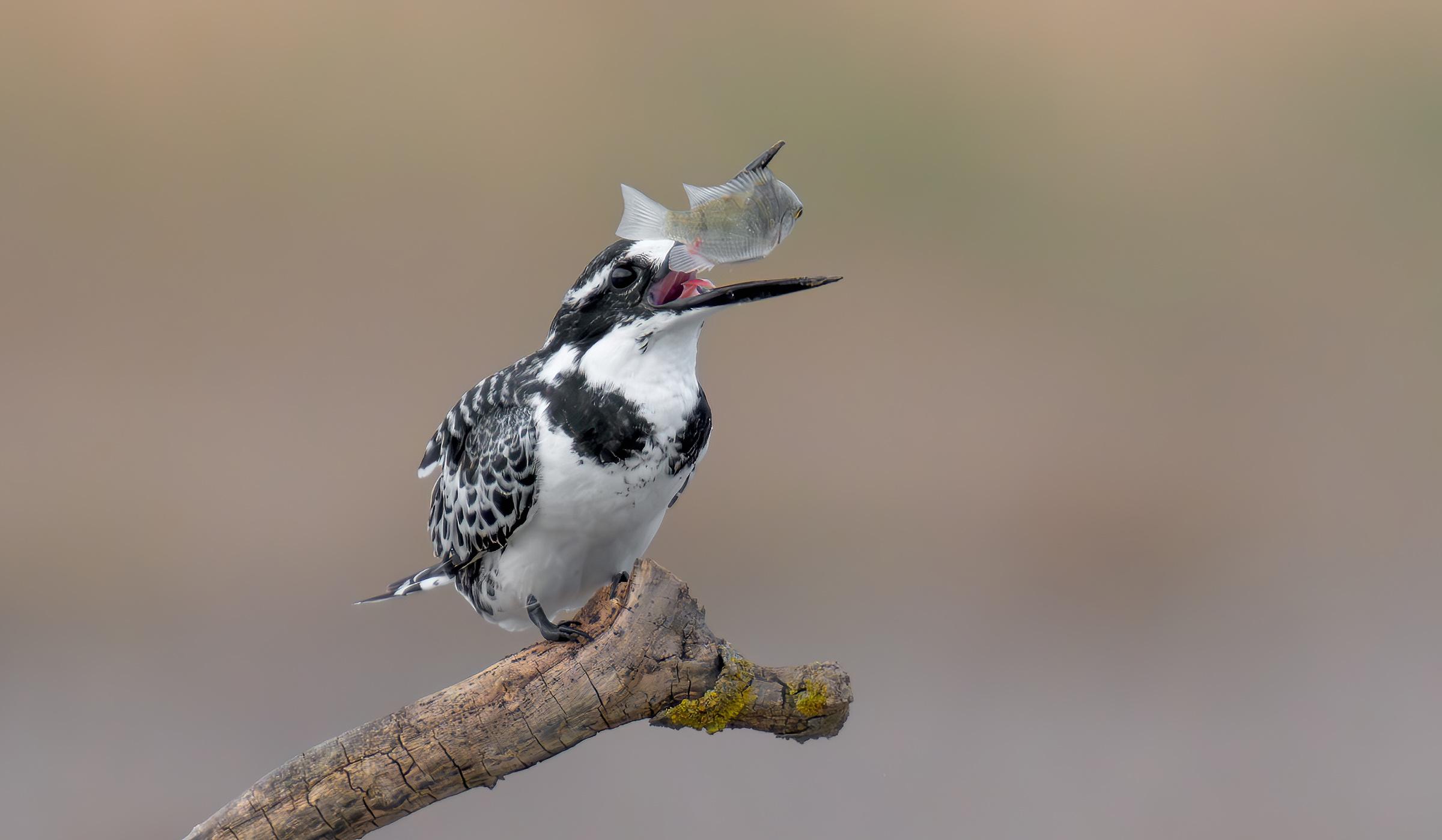 Martin pescatore a piedi