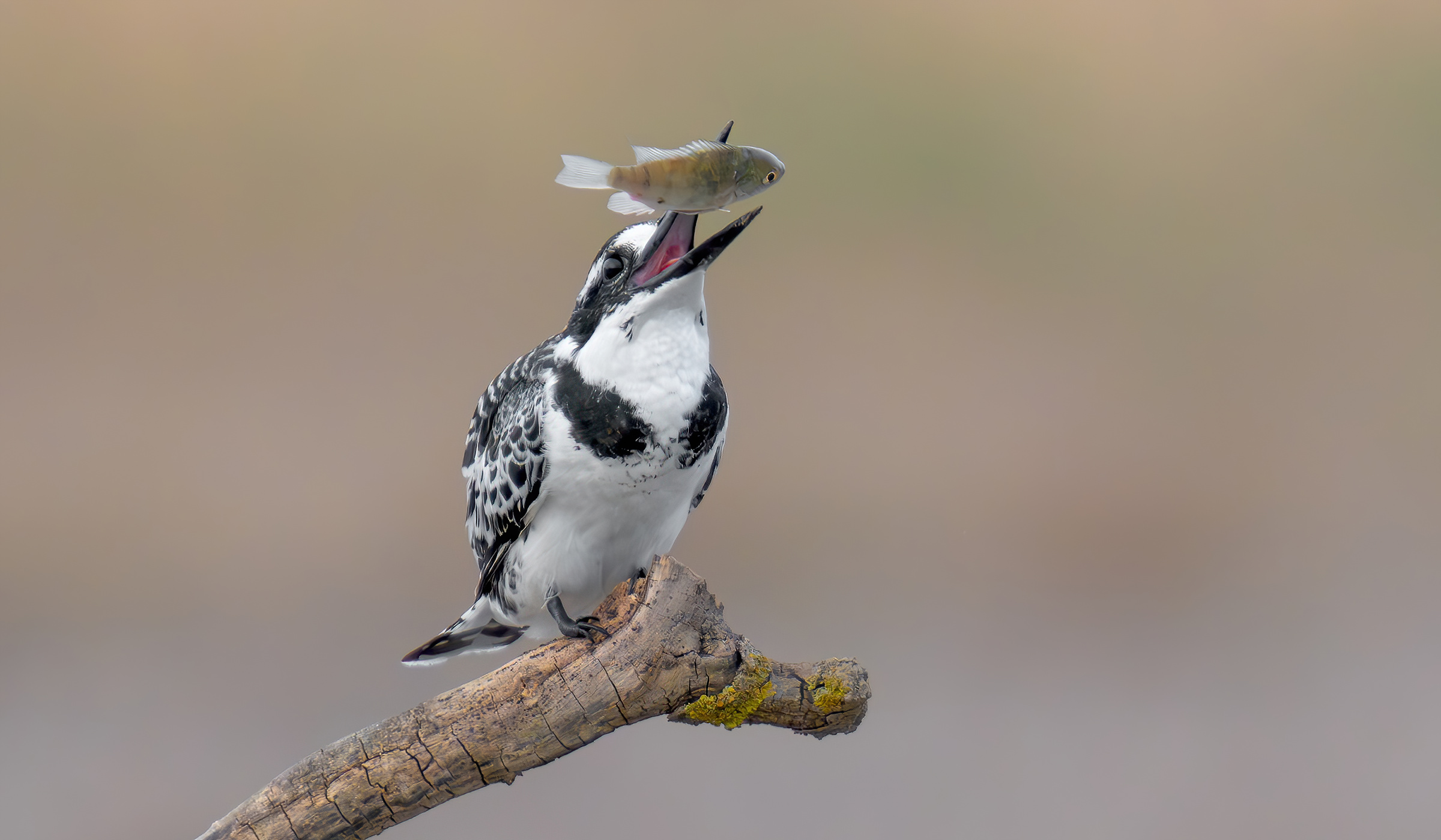 pied kingfisher