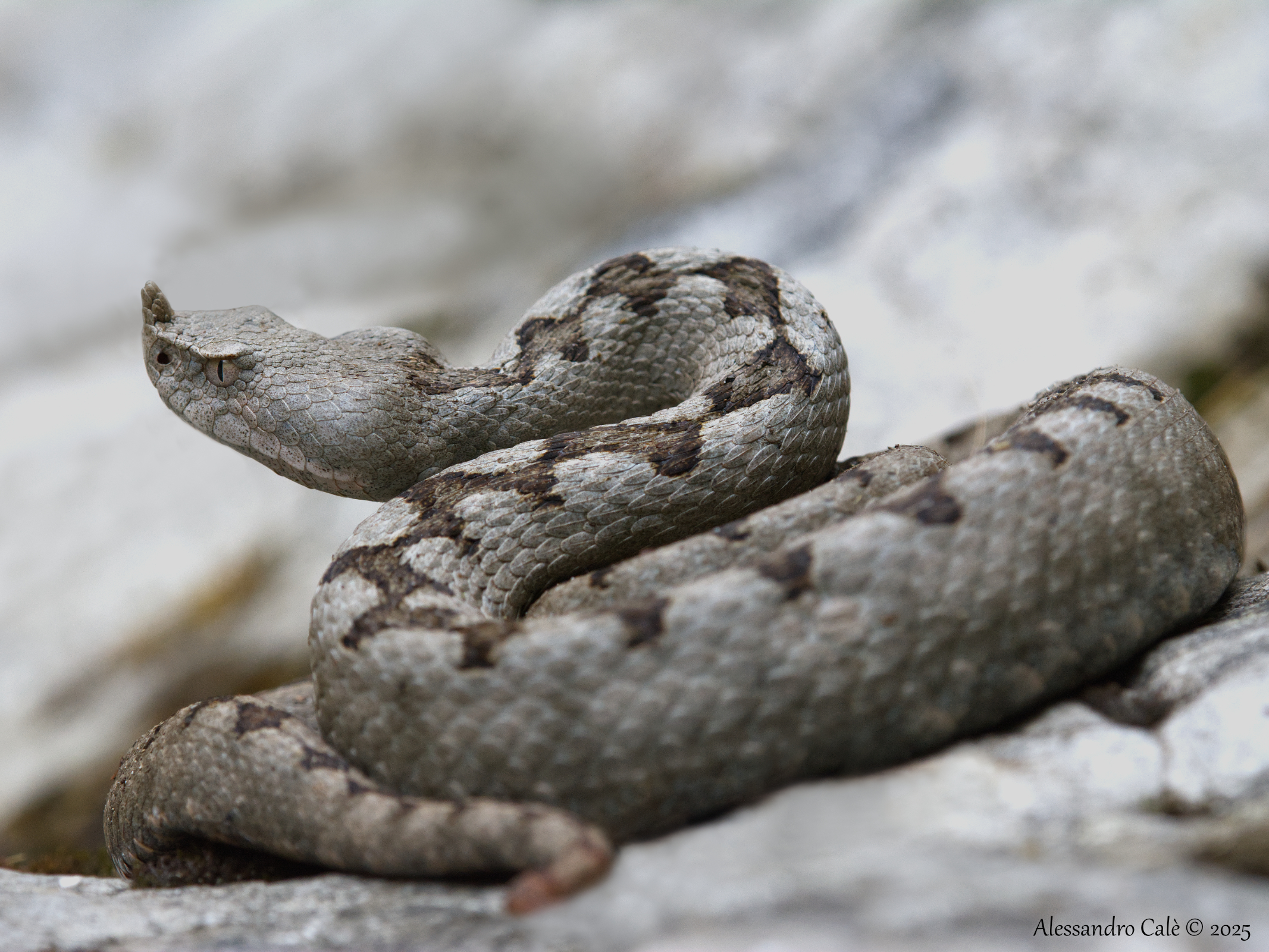 Vipera ammodytes (Vipera del corno) 6484