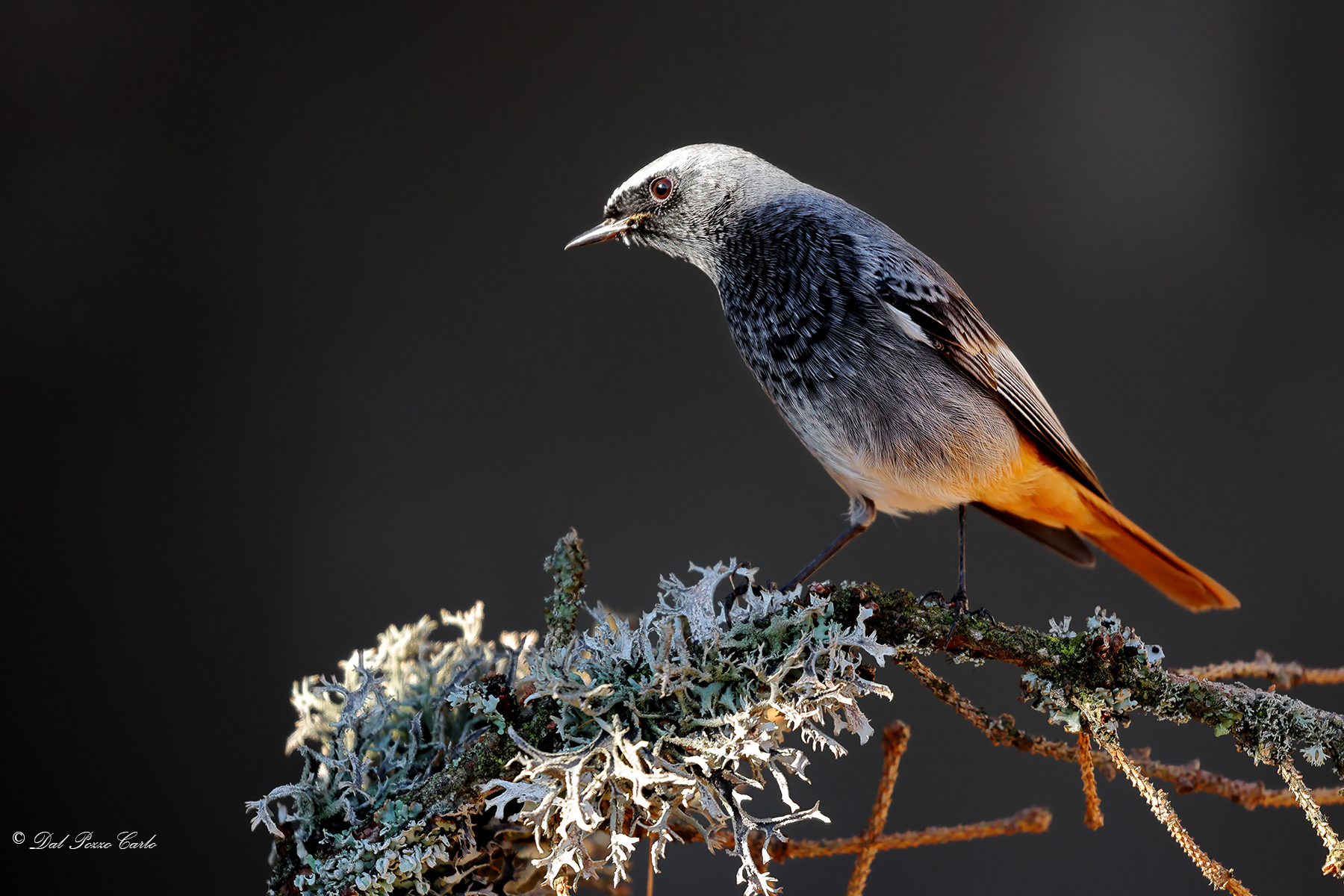 Black redstart