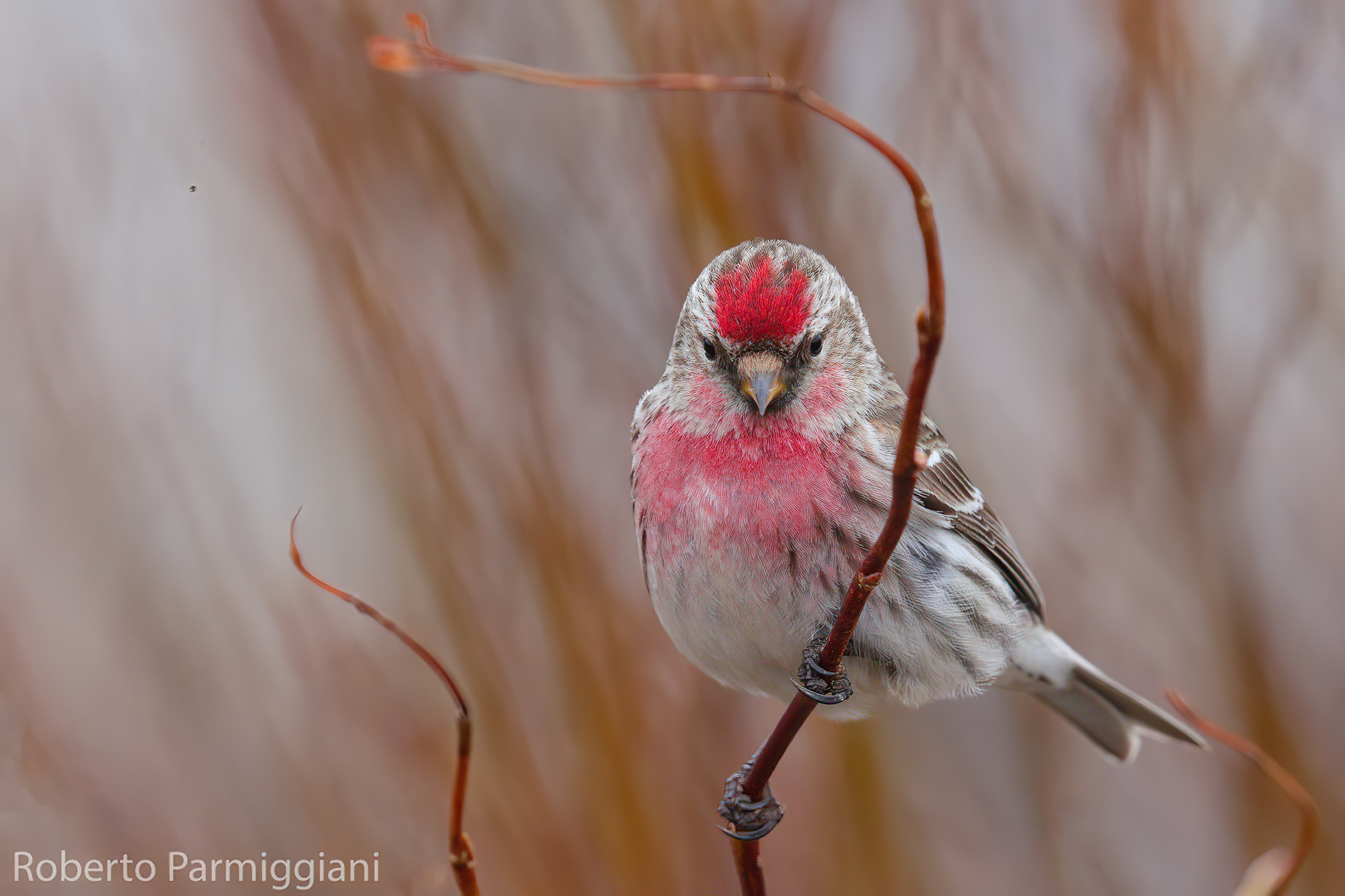 Arctic redpoll