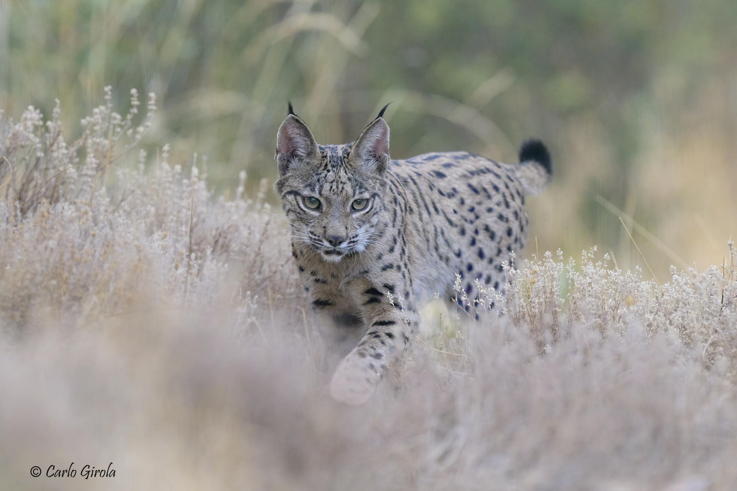 Lince pardina (Lynx pardinus), juv.