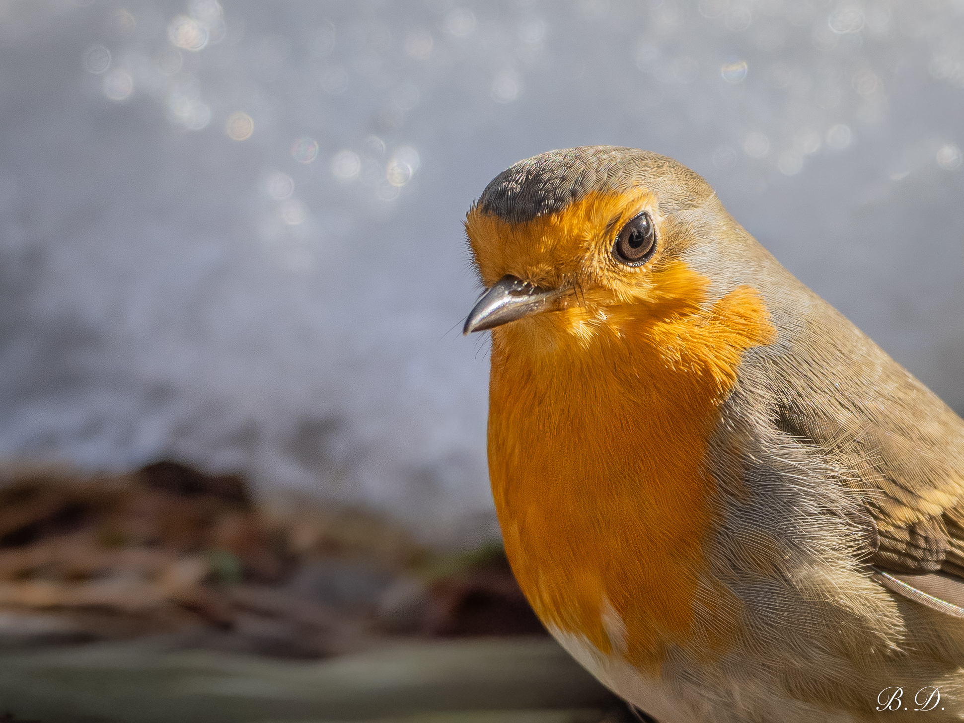 Robin
