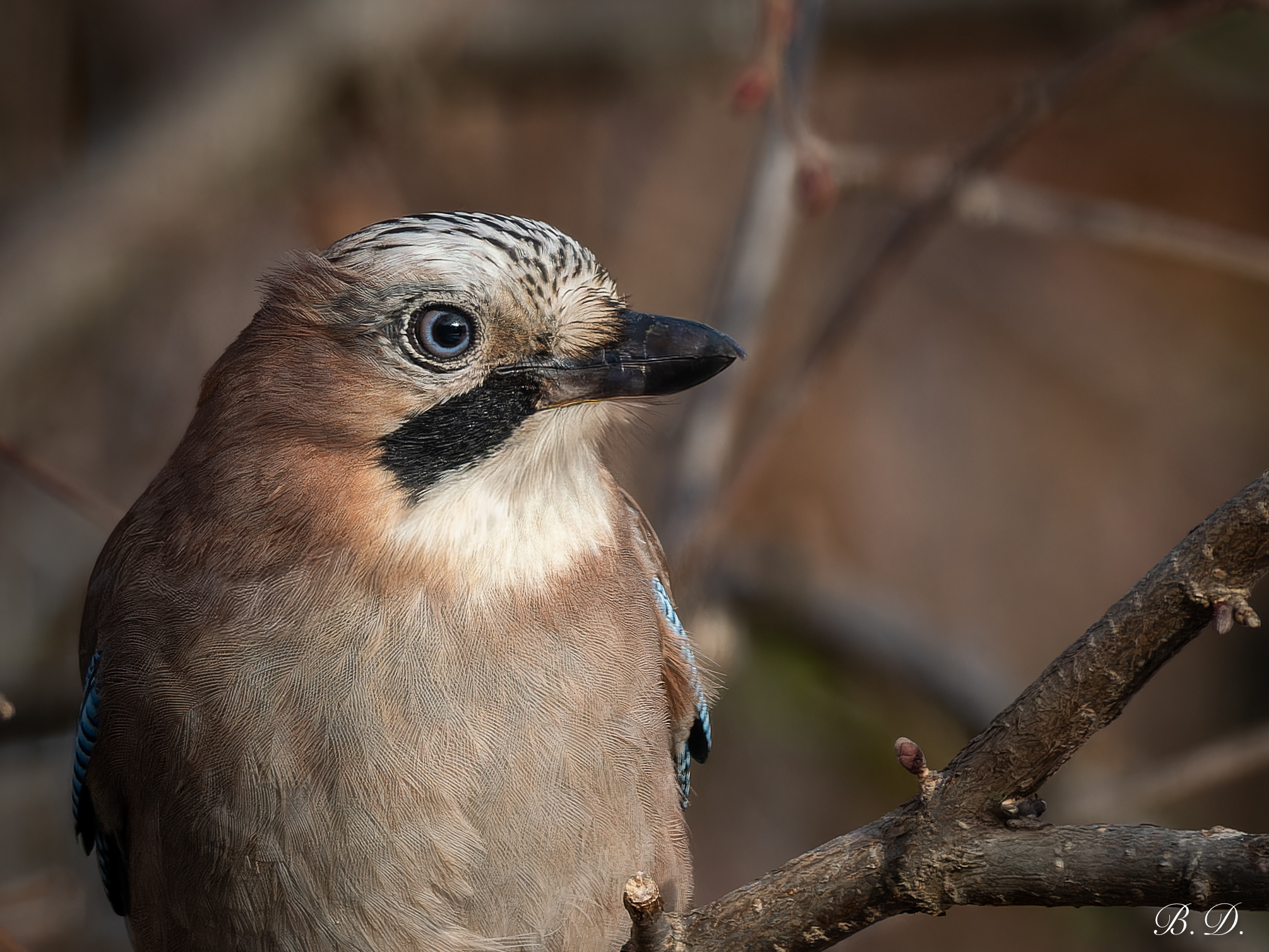 Jay