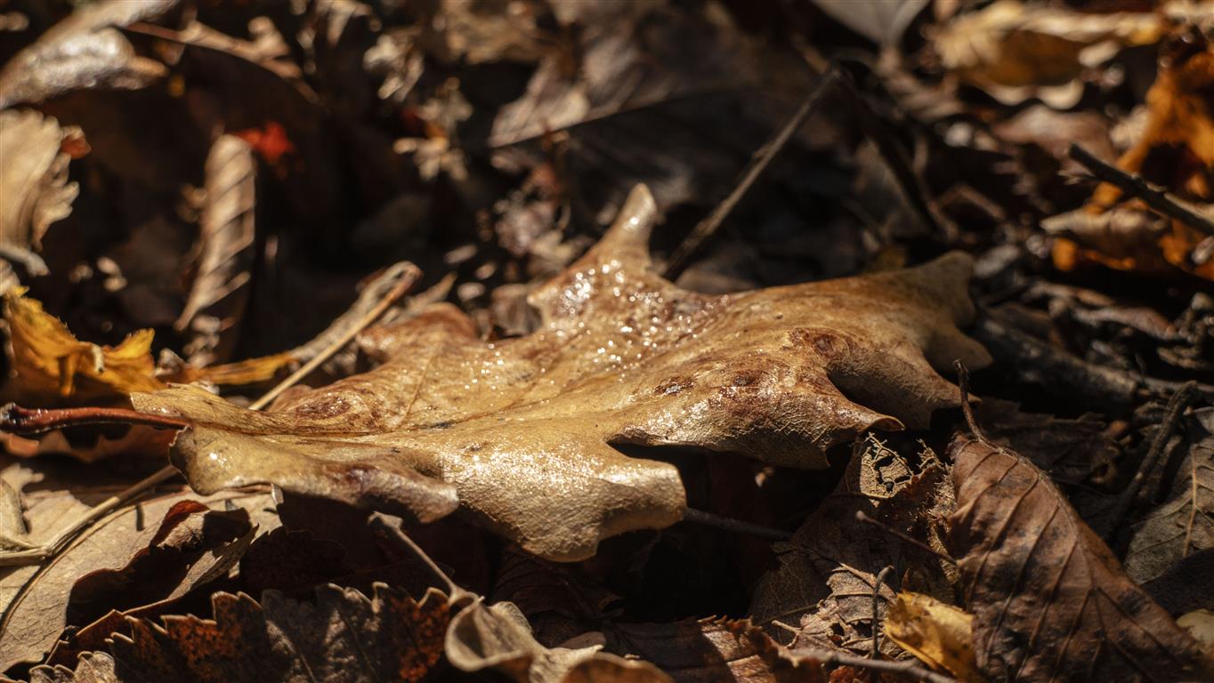 Don't leaf me alone
