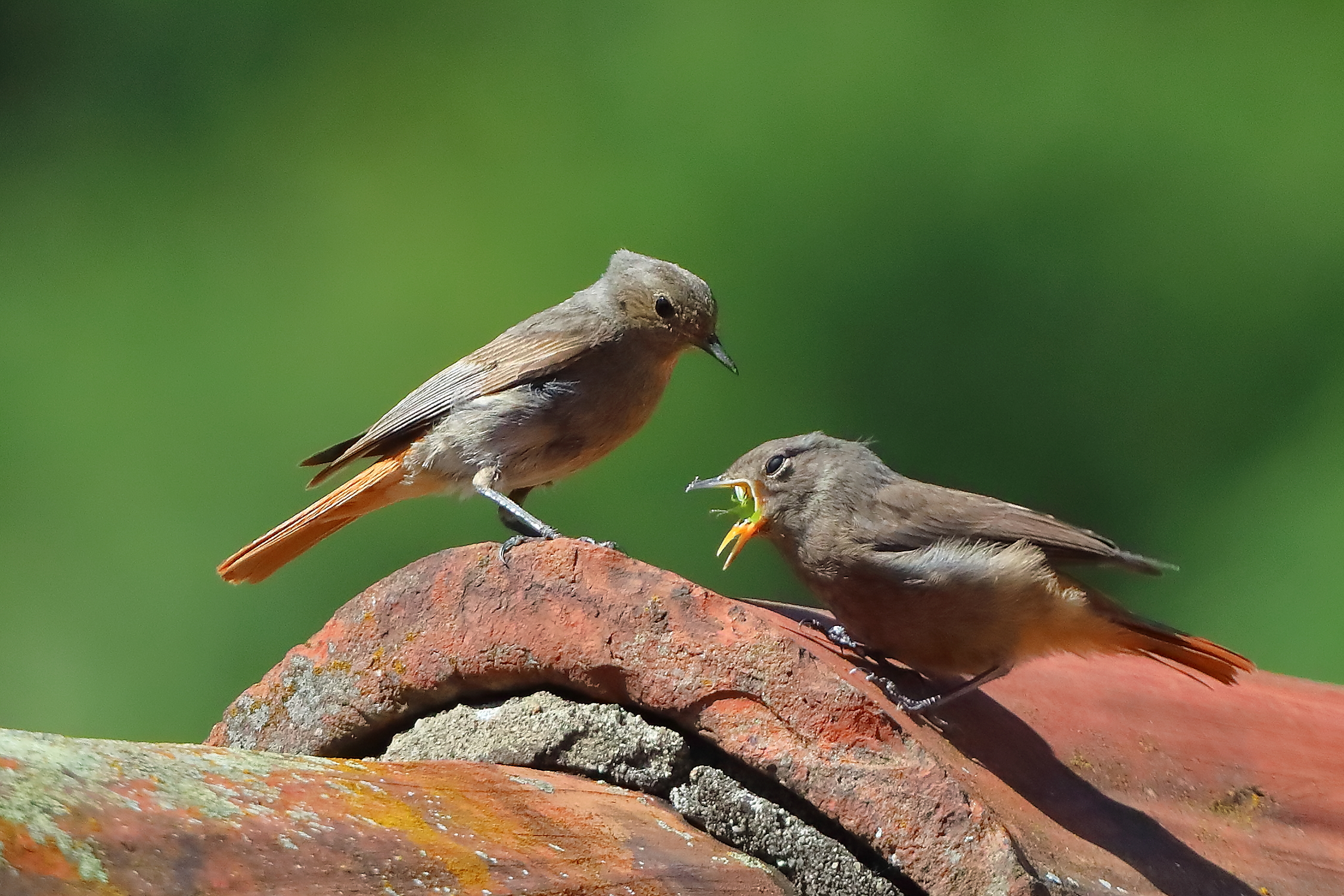 Codirossi S 09 luglio 2025 - 0051