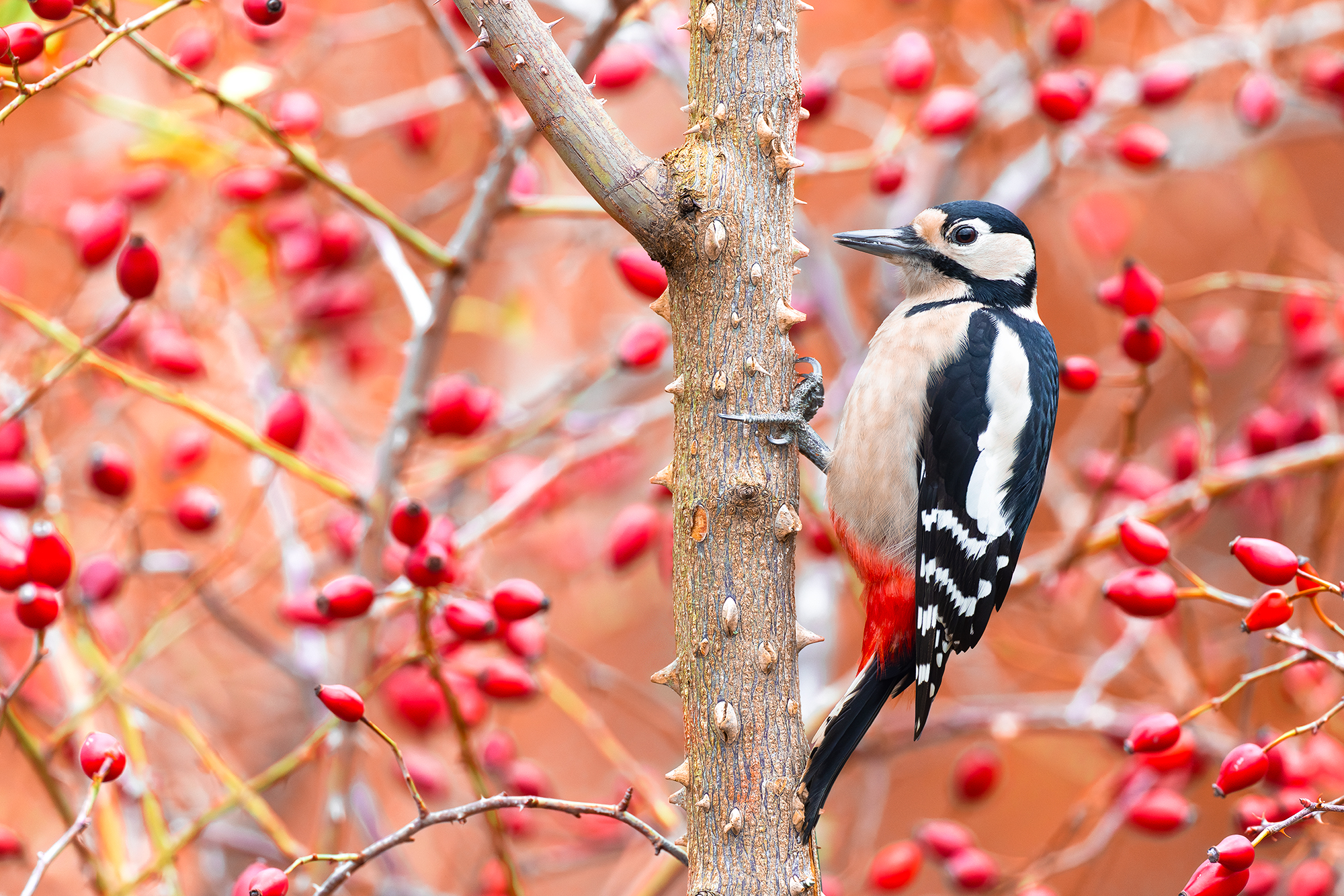 Picchio rosso maggiore