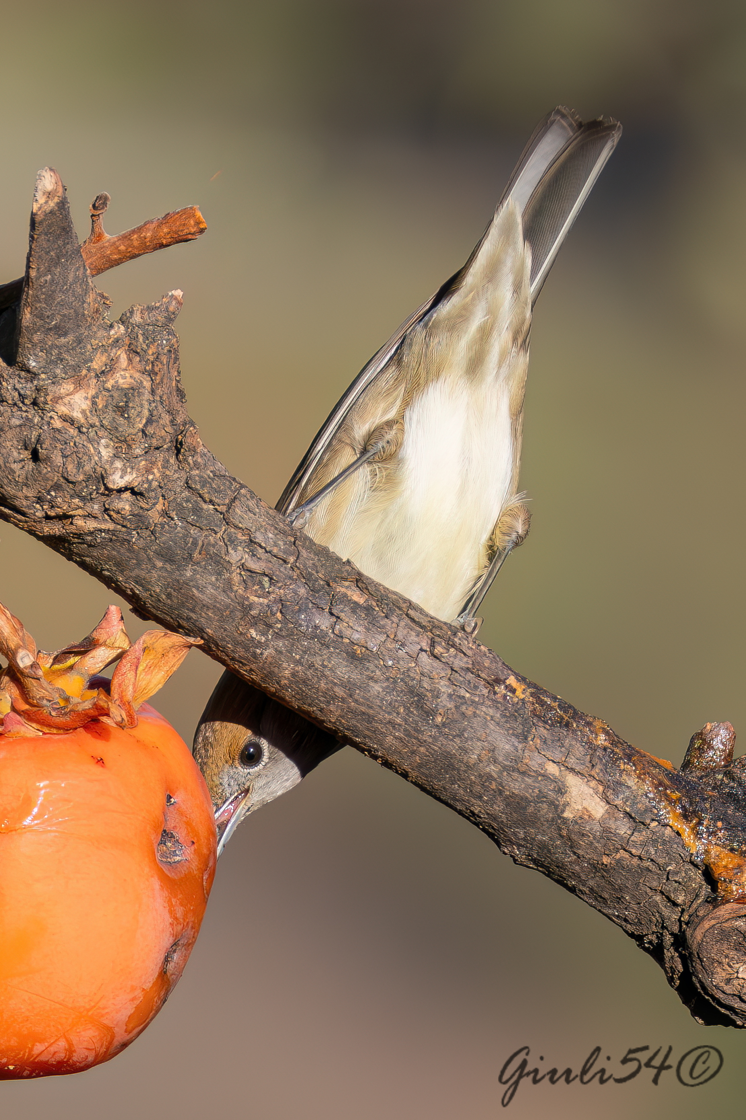 Capinera F e il caco