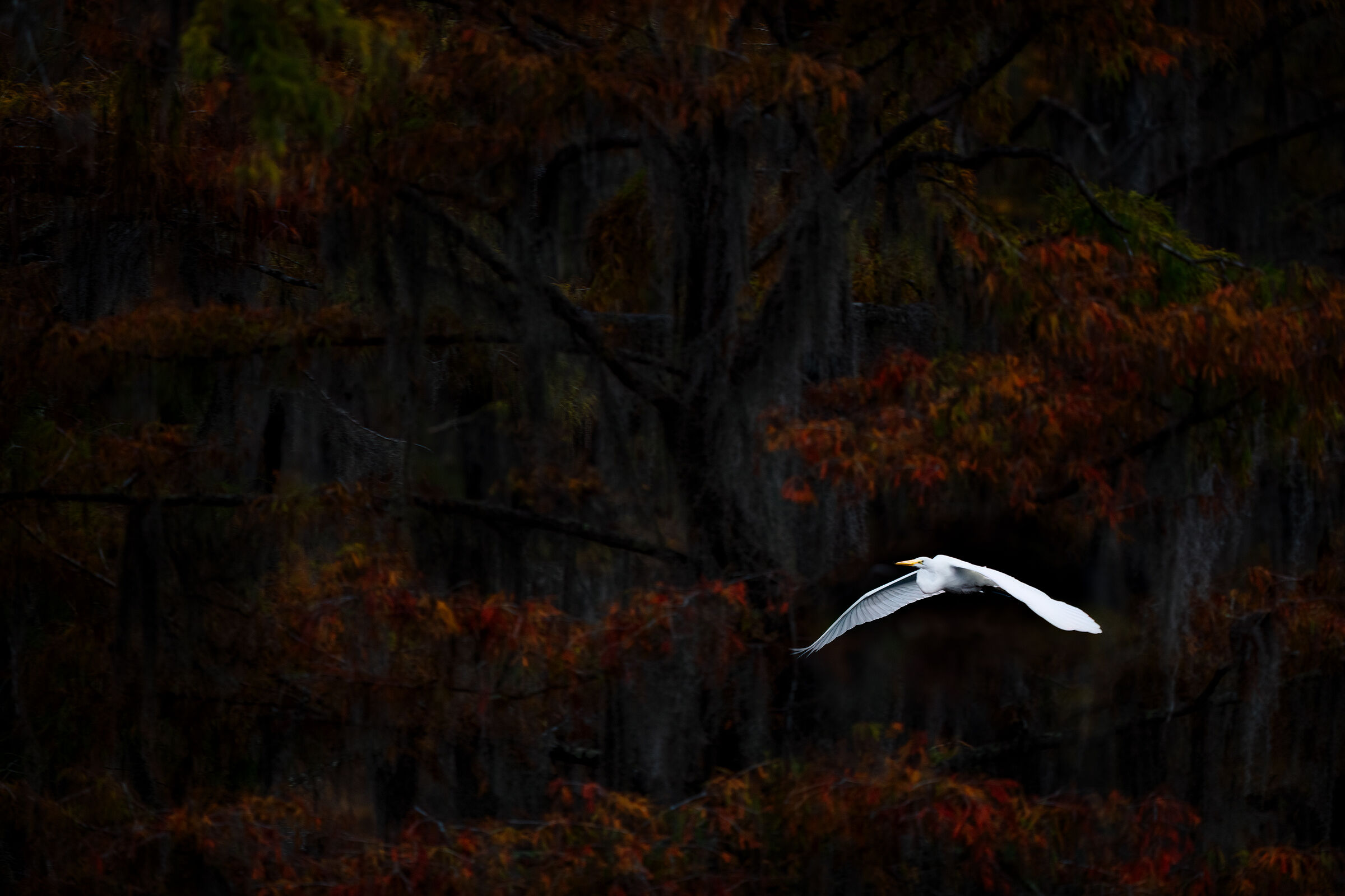 White heron and cypresses