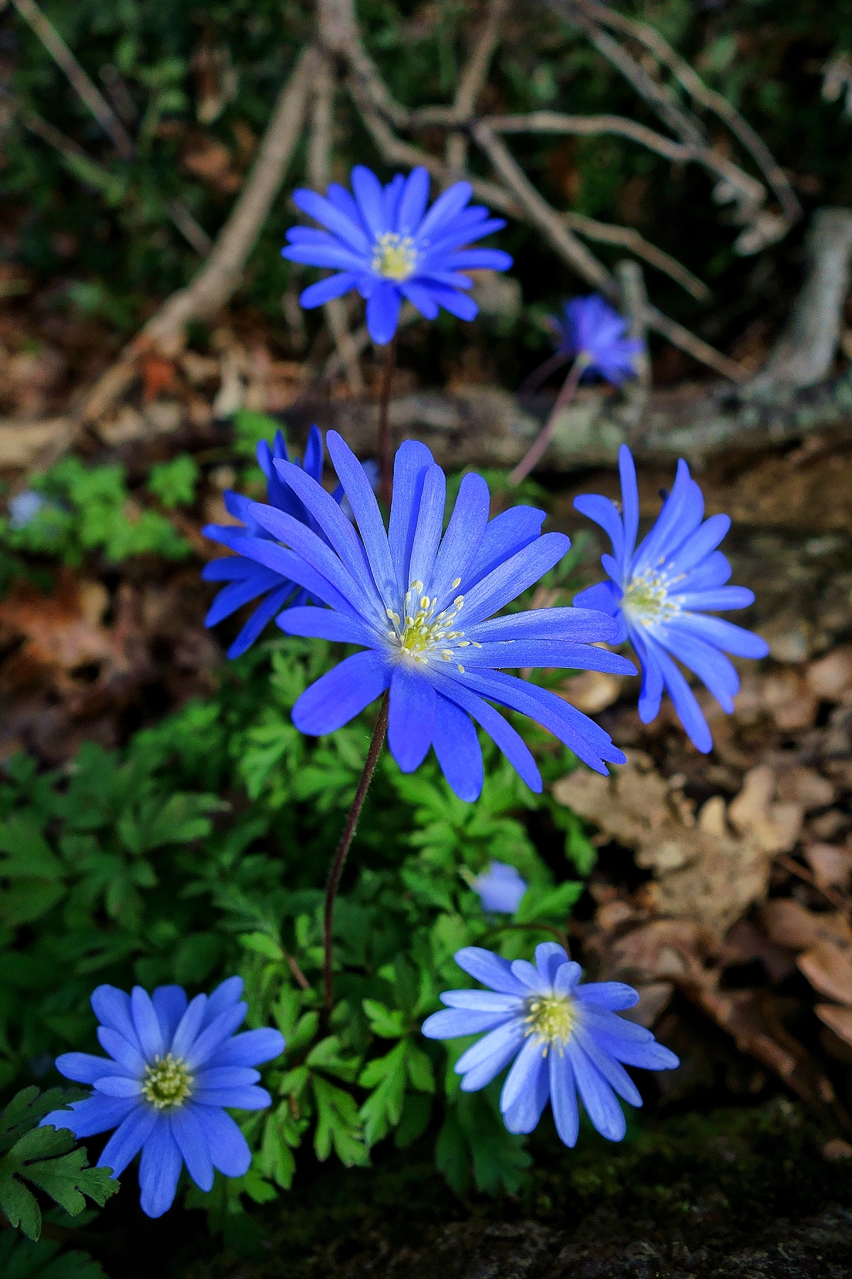Anemoides apeninna