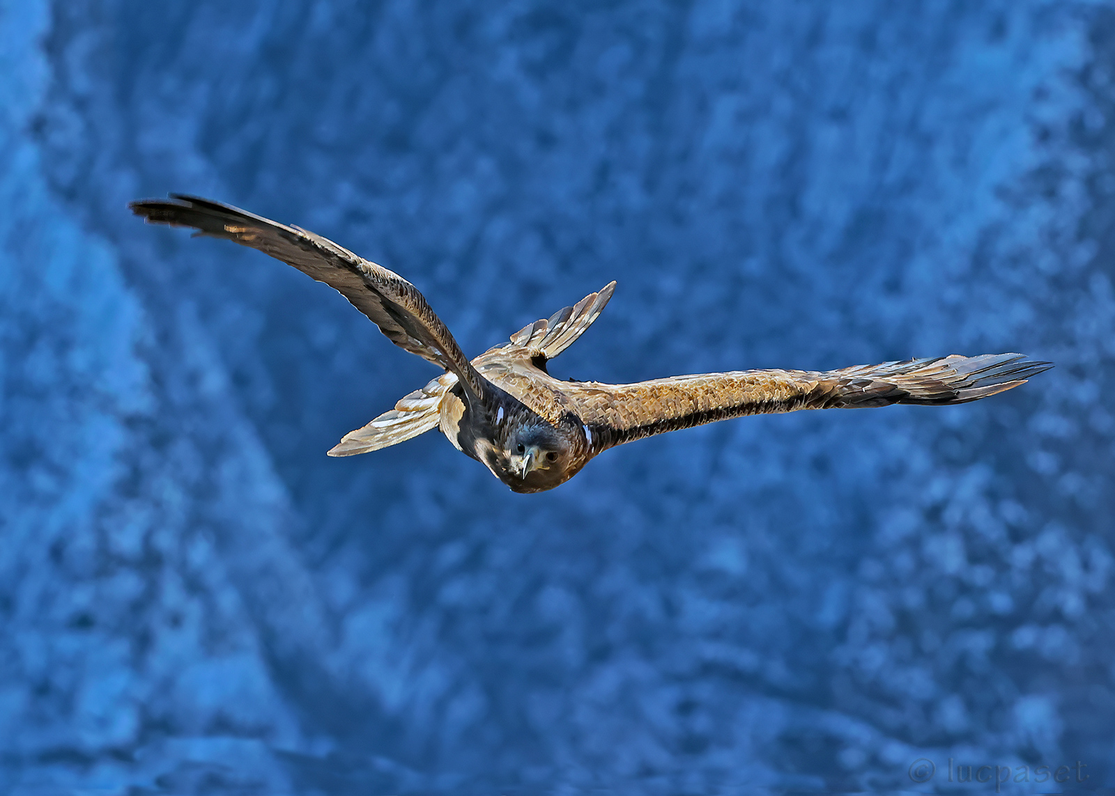 Golden eagle in flight