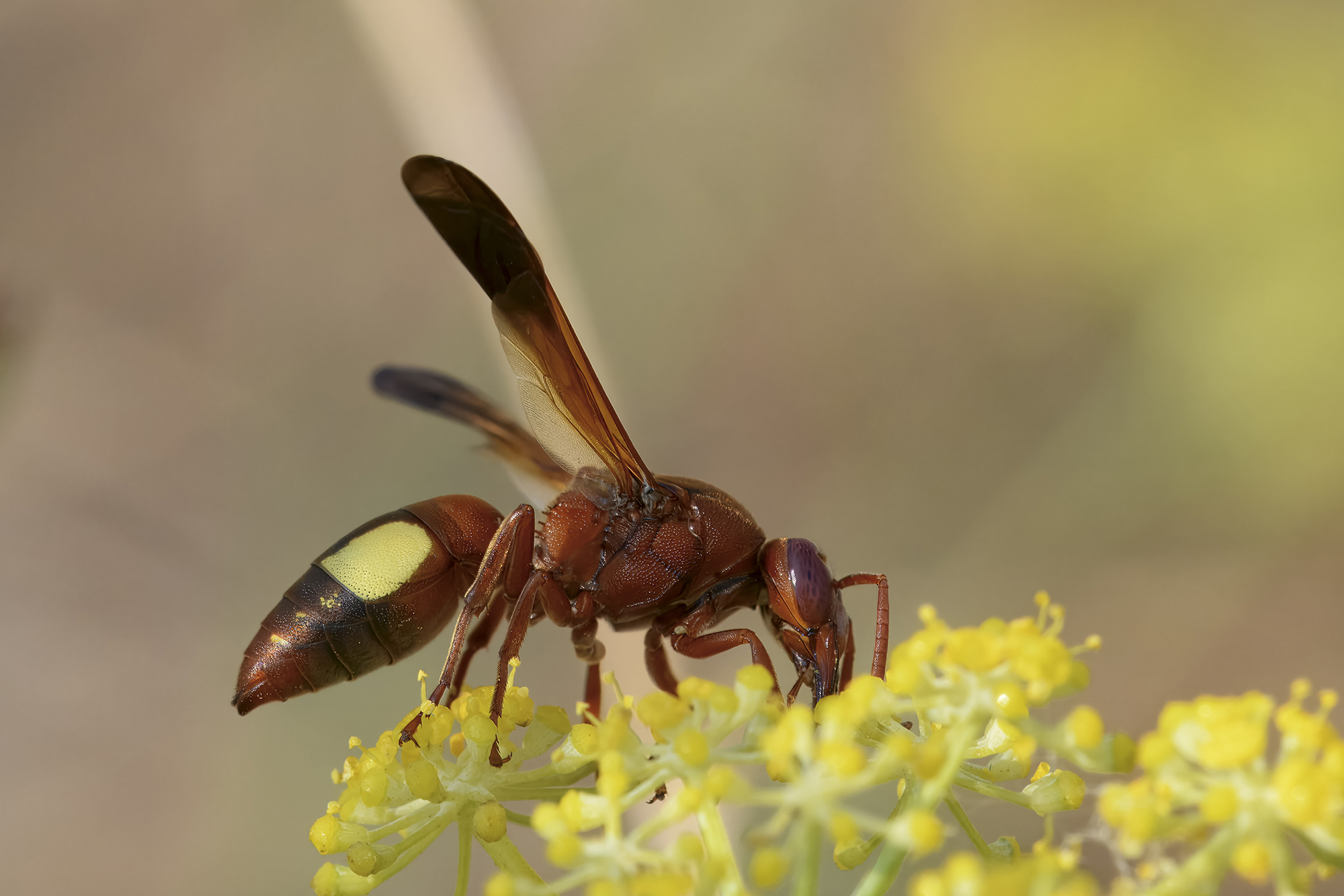 Rhynchium oculatum