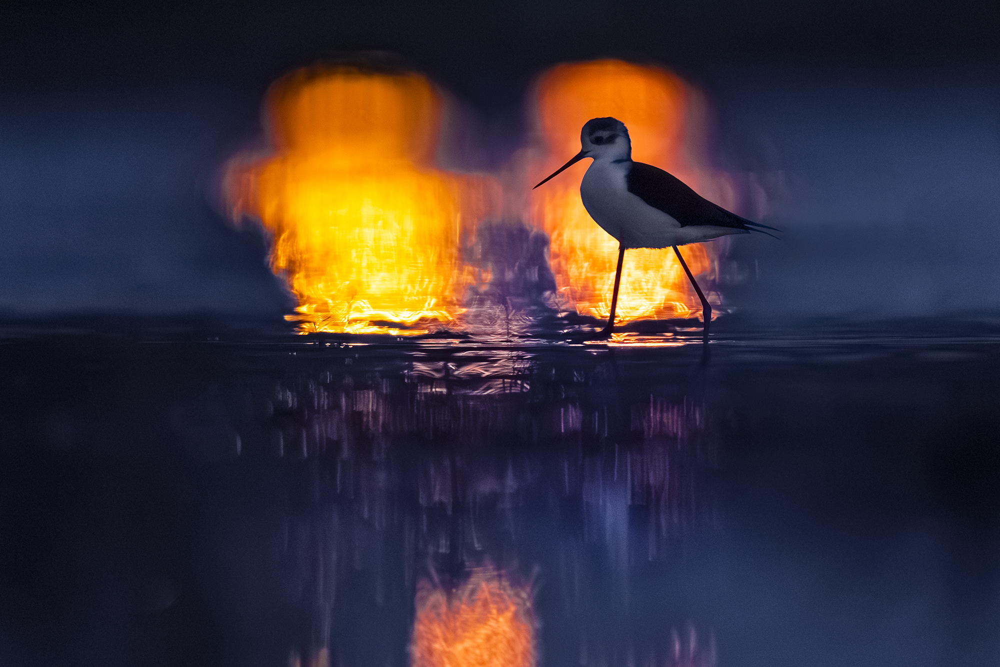 Cavalieri d'Italia e riflessi