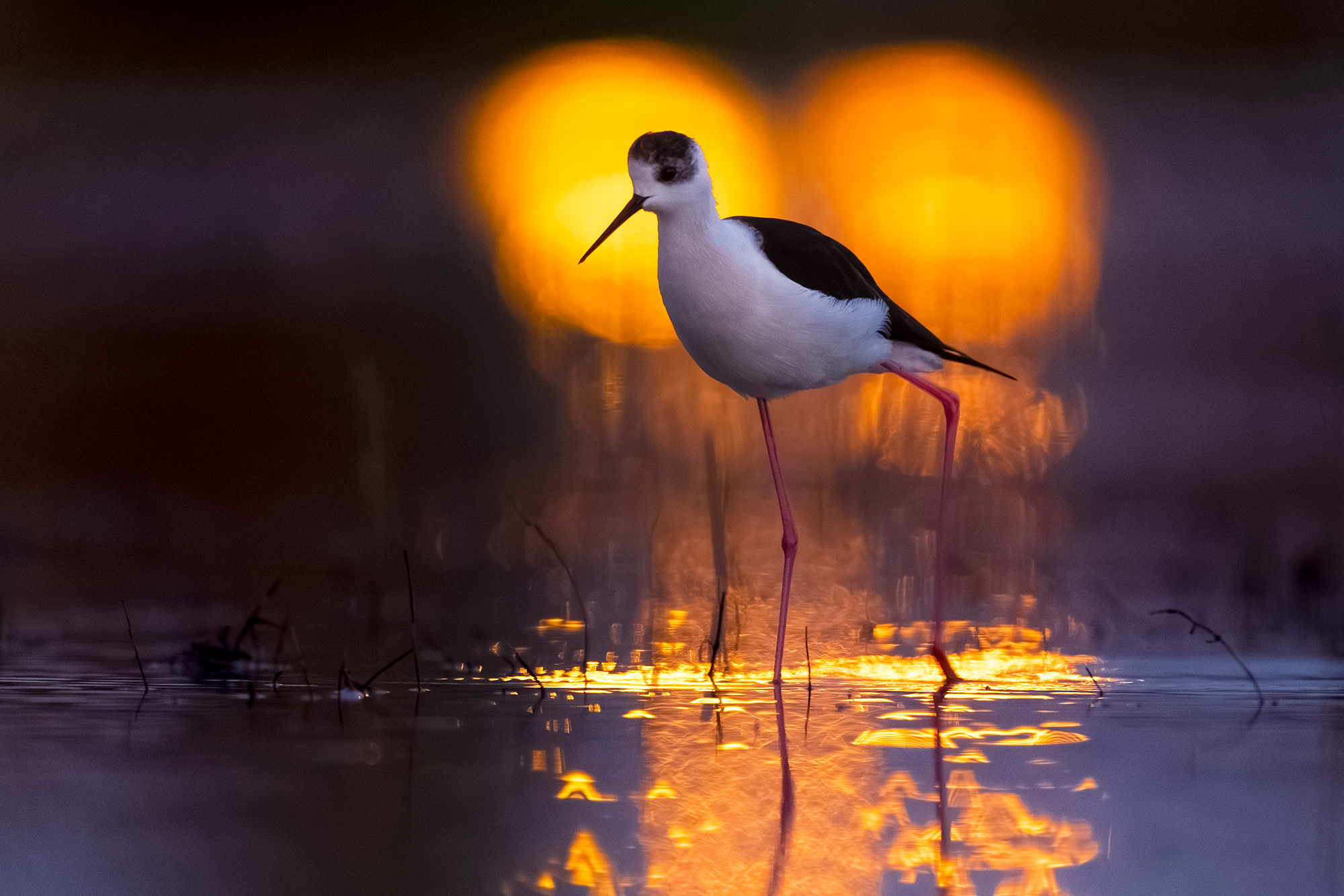 Cavaliere d'Italia e riflessi