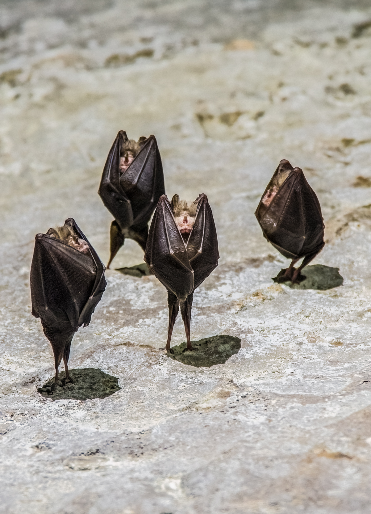 the midnight quartet...