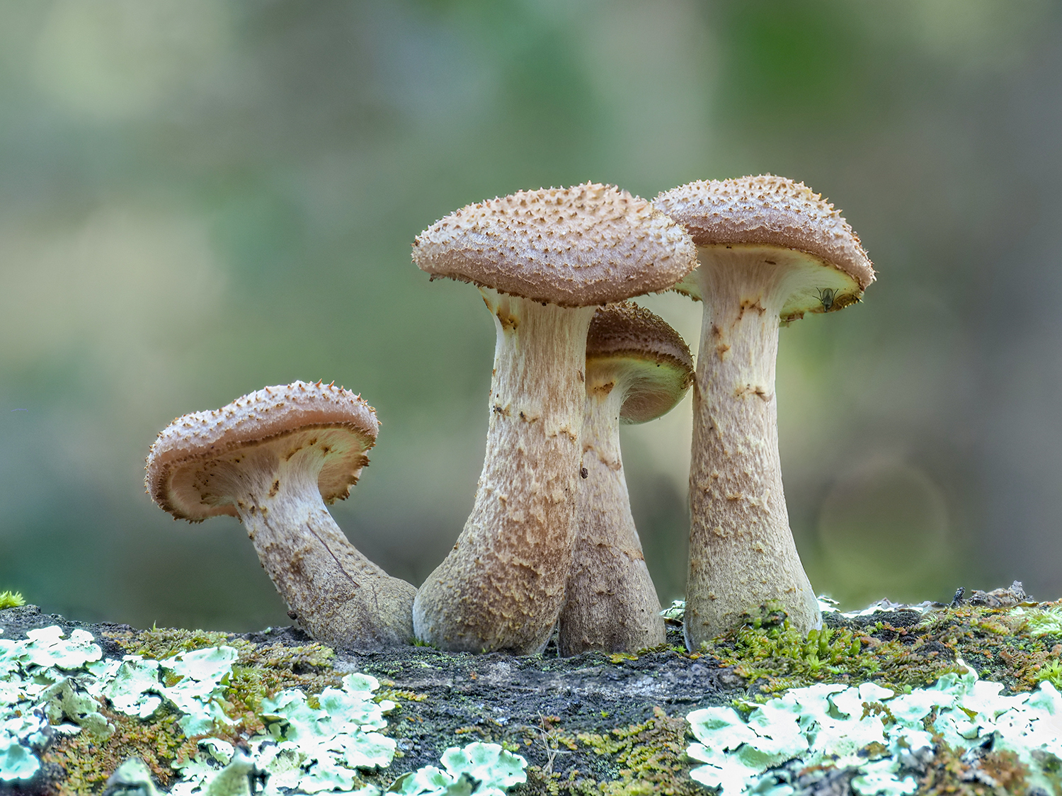 Armillaria sp.