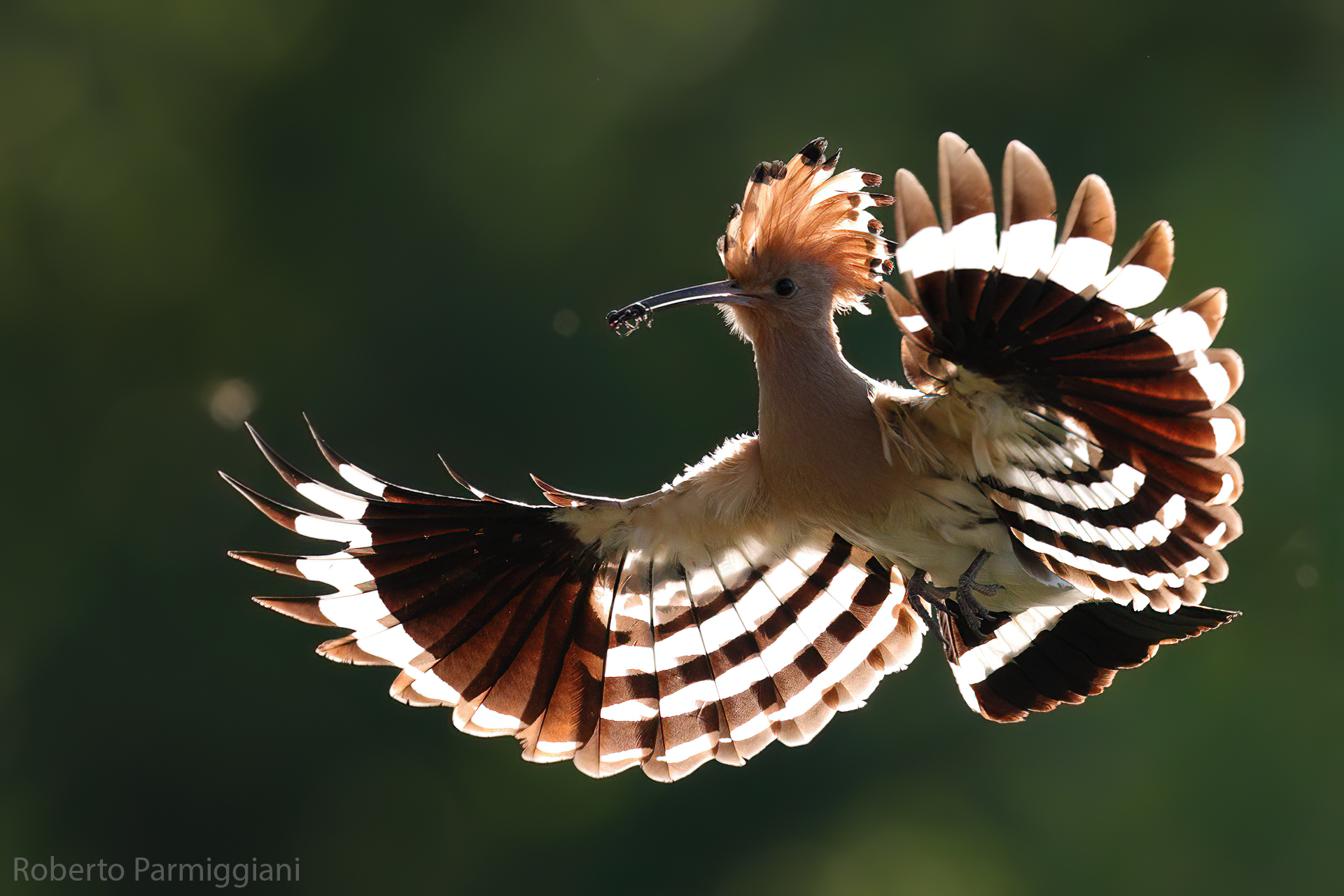 Hoopoe