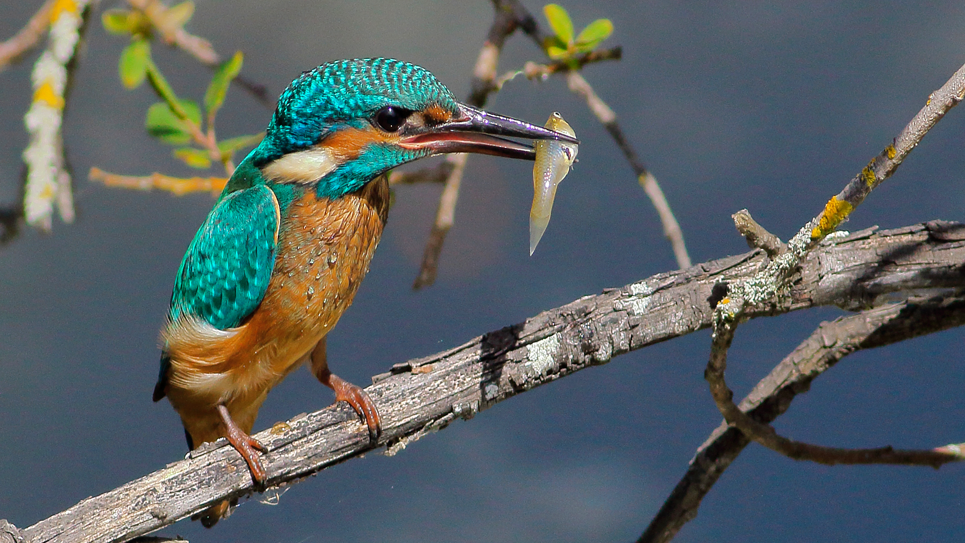 Martín Pescador, Alcedo atthis
