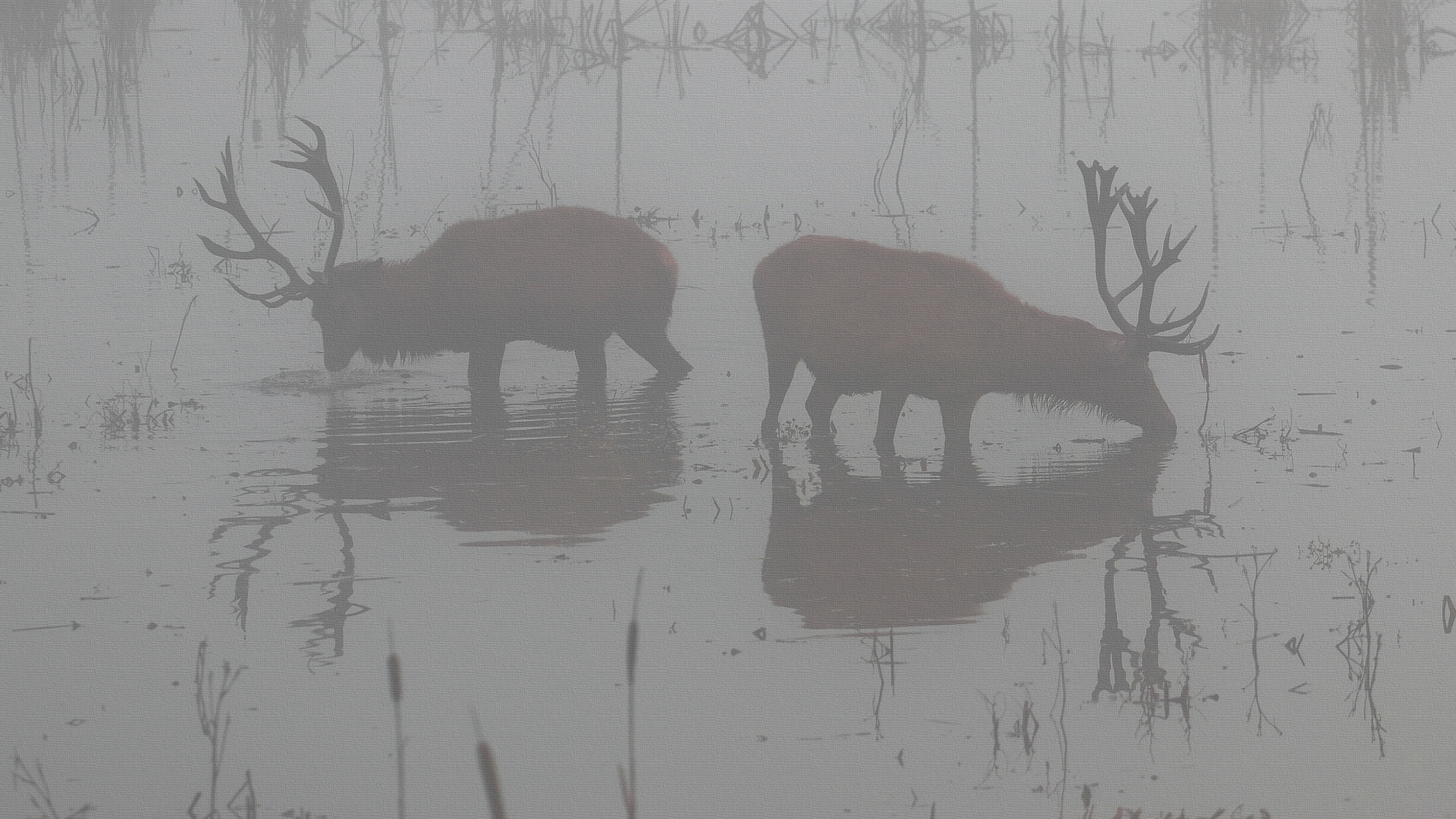 Ciervos, Cervus Elaphus