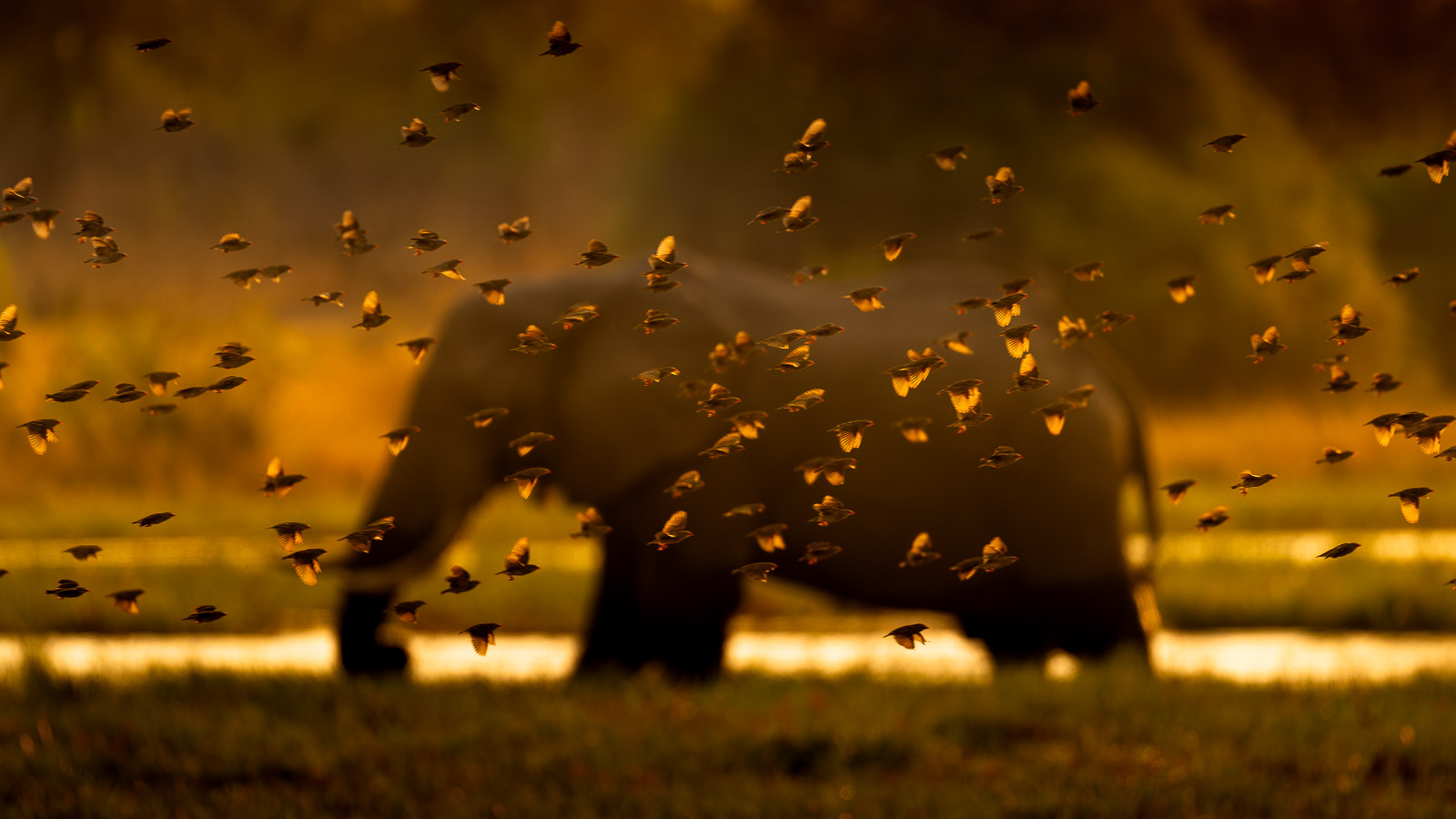Starlings and the elephant
