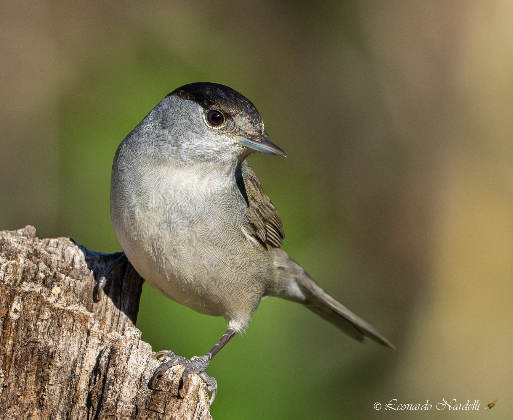 Capinera Maschio  (Sylvia atricapilla)
