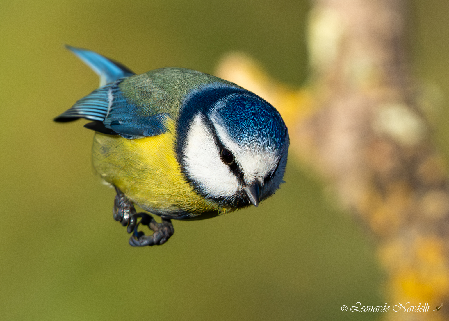 Cinciarella (Parus caeruleus)