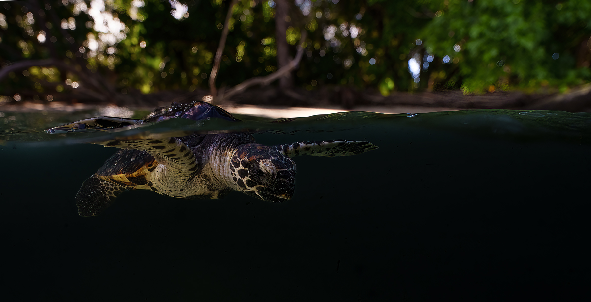 tartaruga embricata