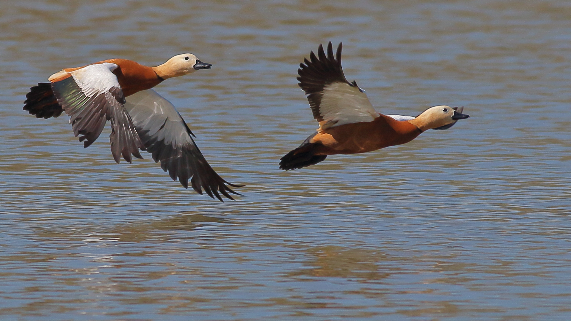 Tarro Canelo, Tadorna Ferruginea