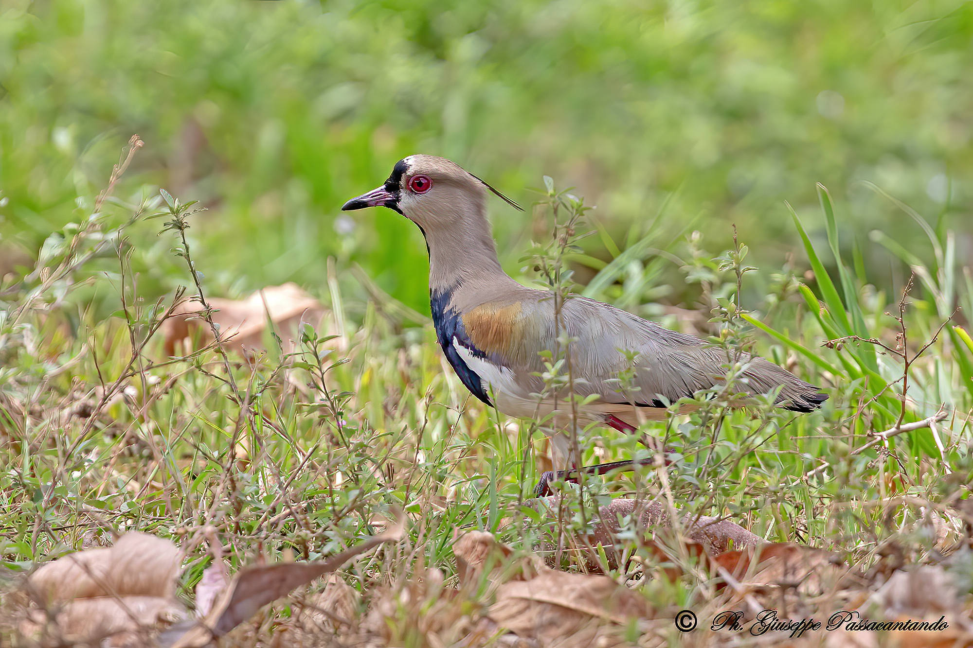 Chilean lapwing Costa Rica