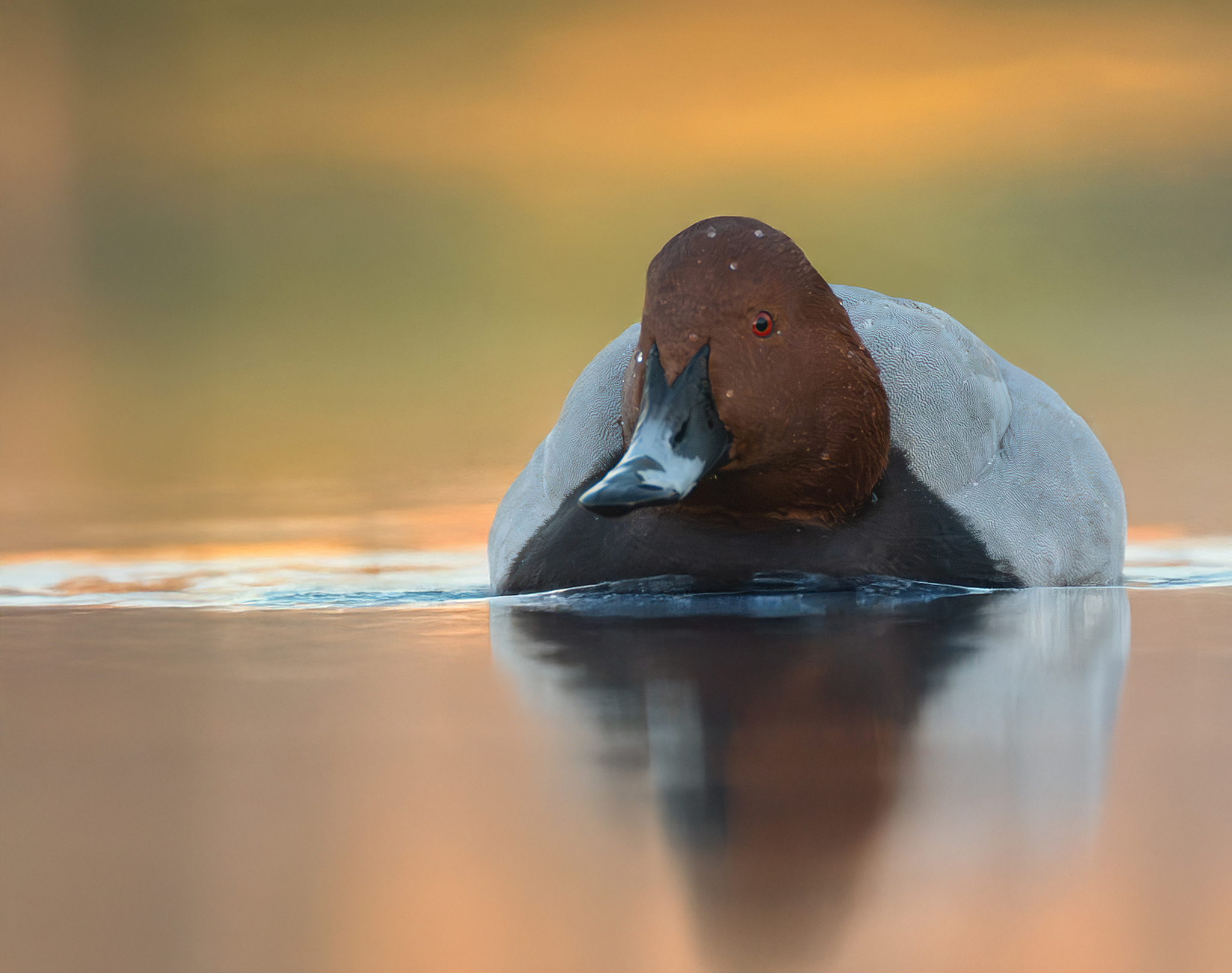 Common pochard