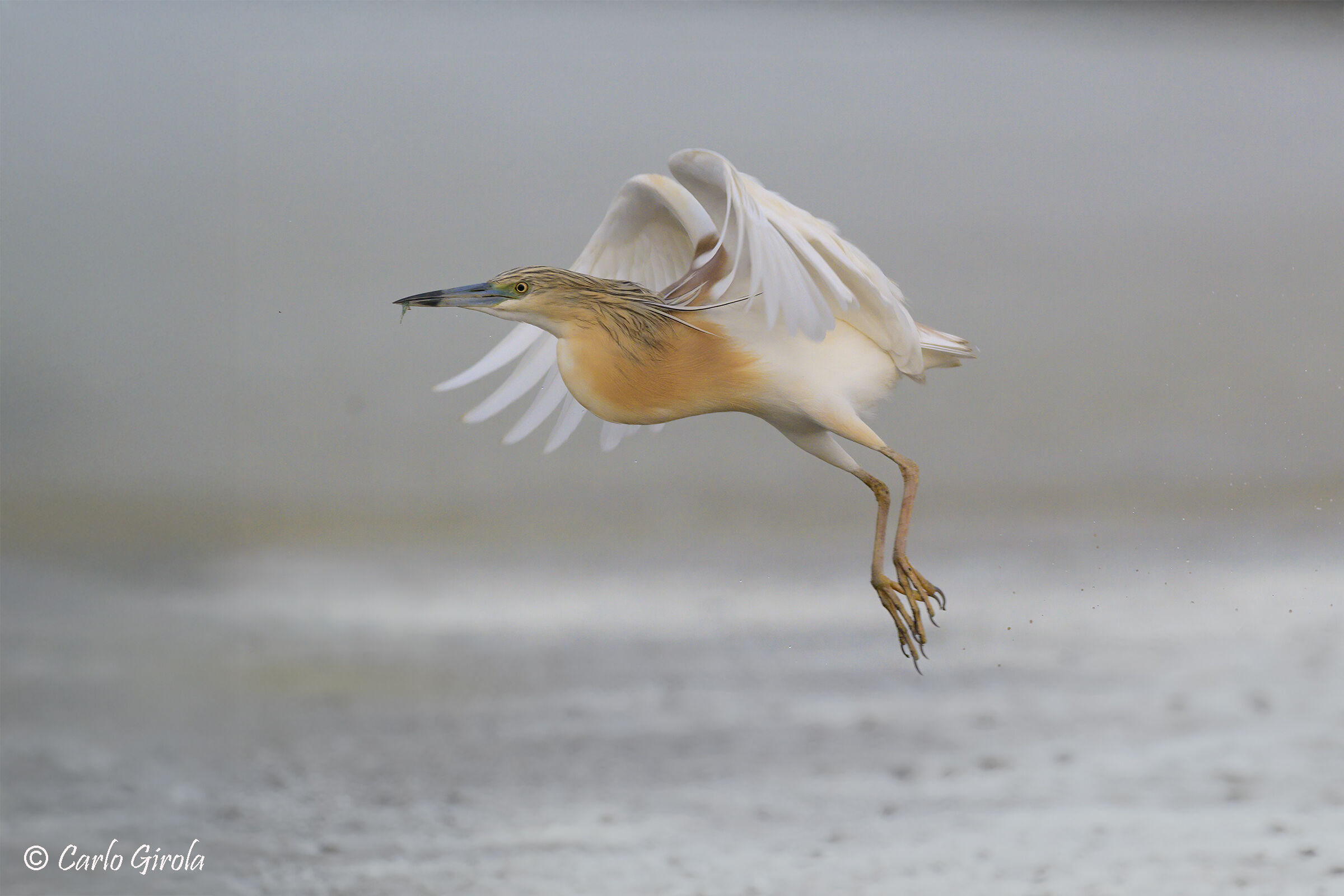 Sgarza ciuffetto (Ardeola ralloides)
