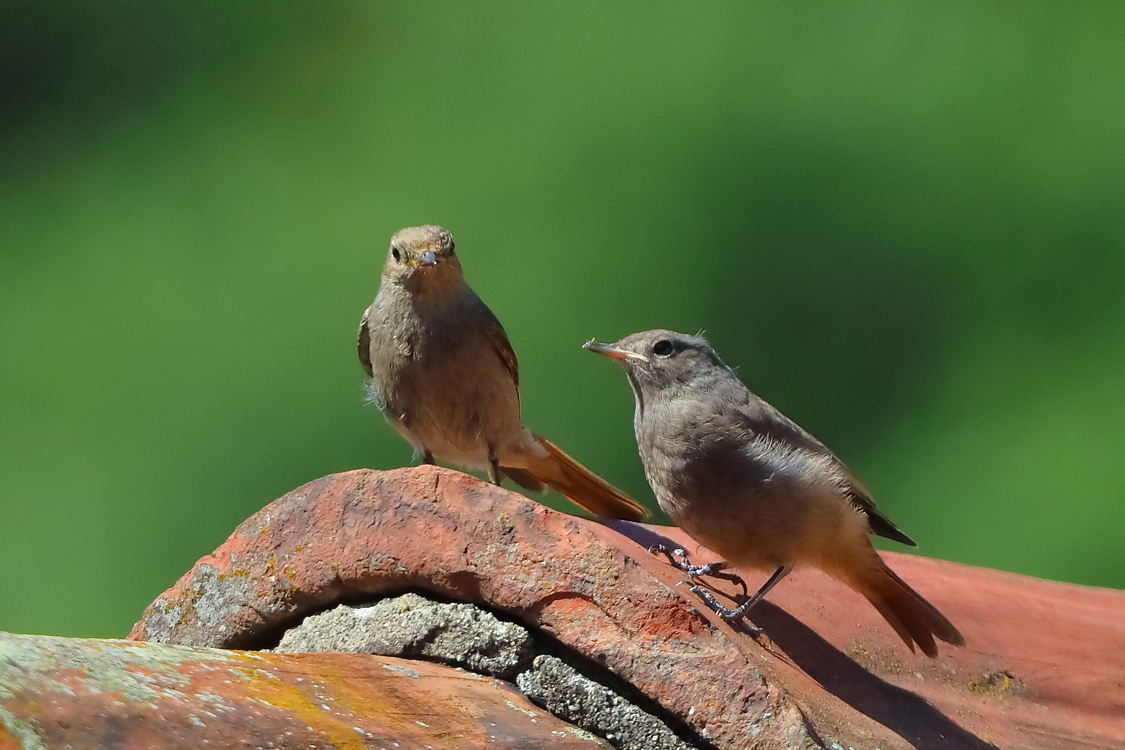 Codirossi S 09 lulgio 2025 - 0054