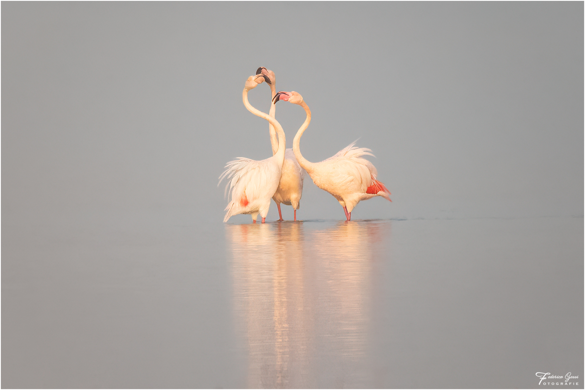 Flamingos at sunset