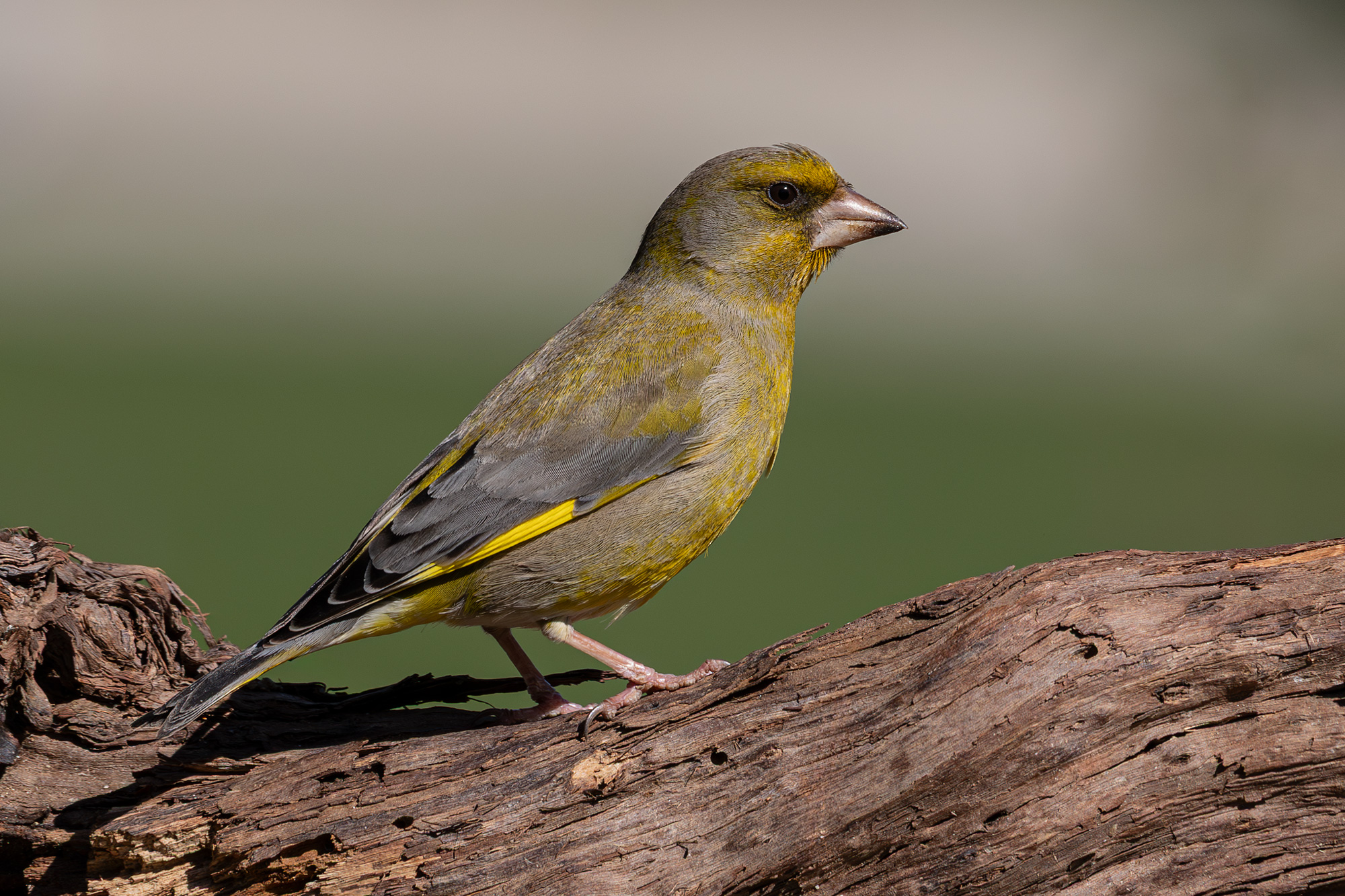 Greenfinch
