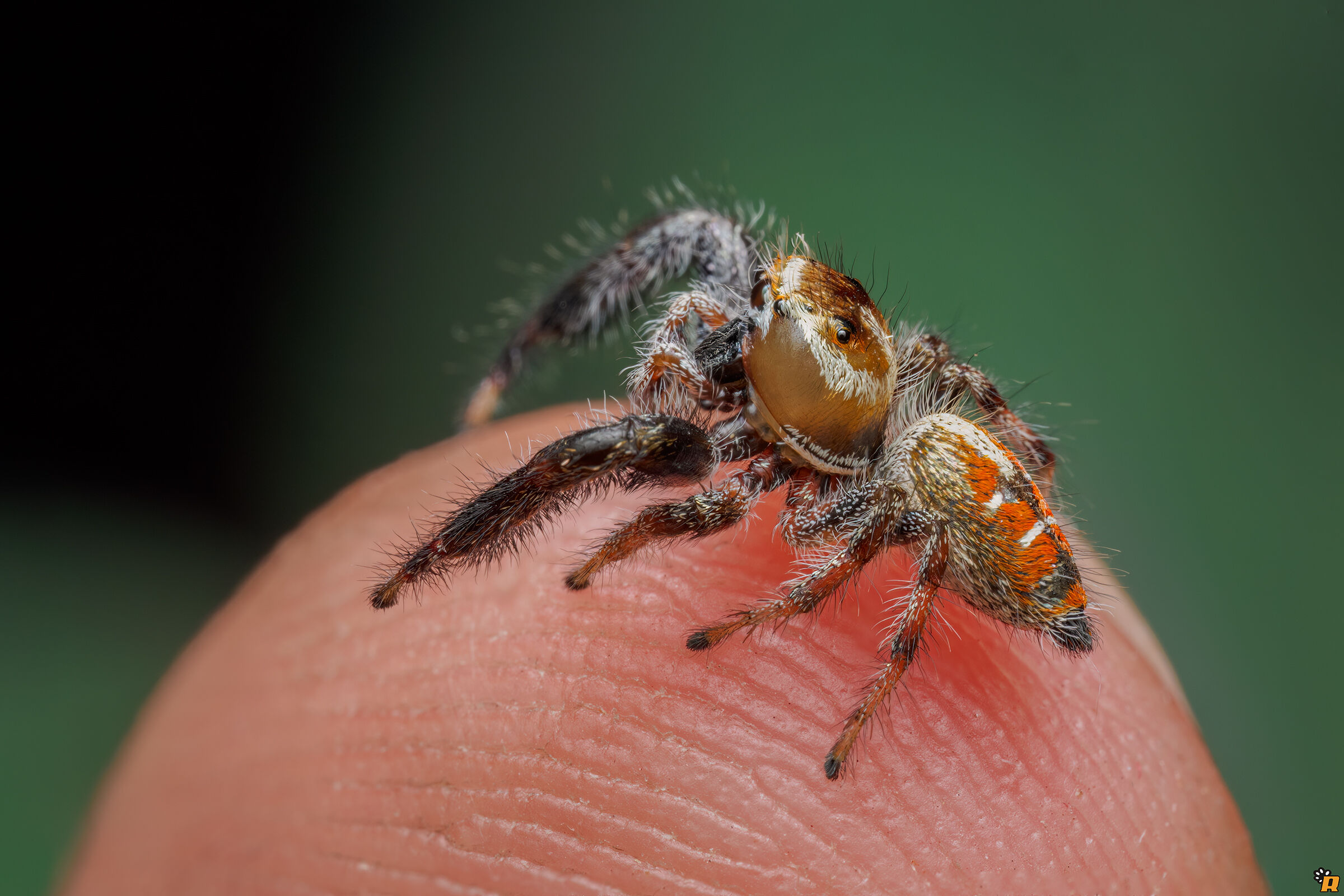 Thyene imperialis sul dito