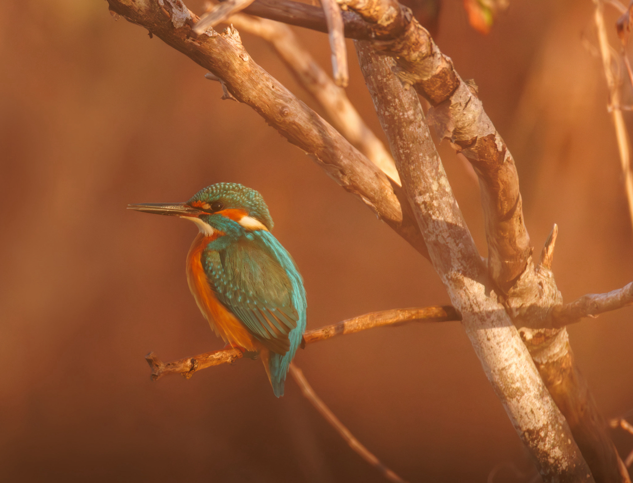Kingfisher