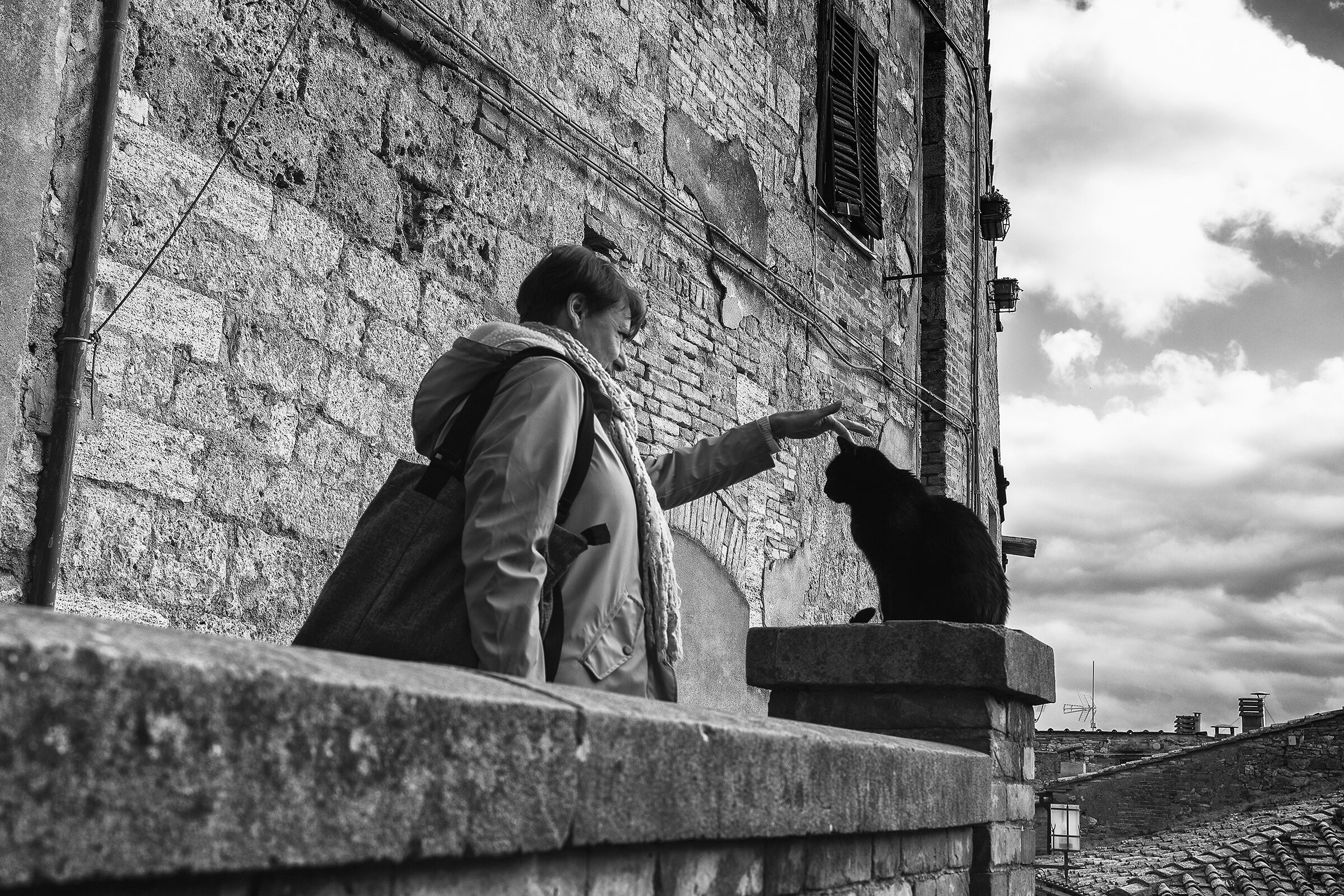 Un gatto da accarezzare