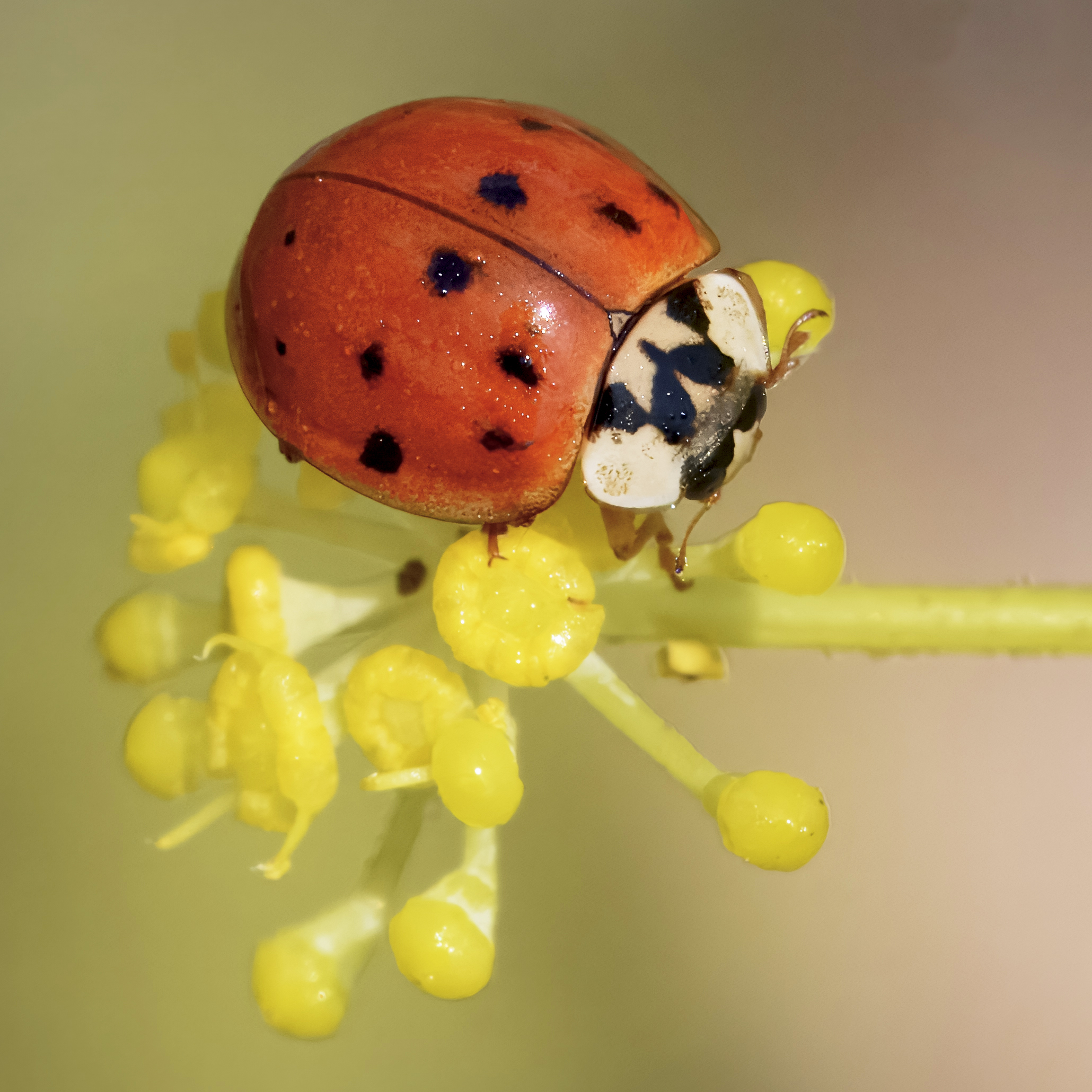 Coccinella ar×