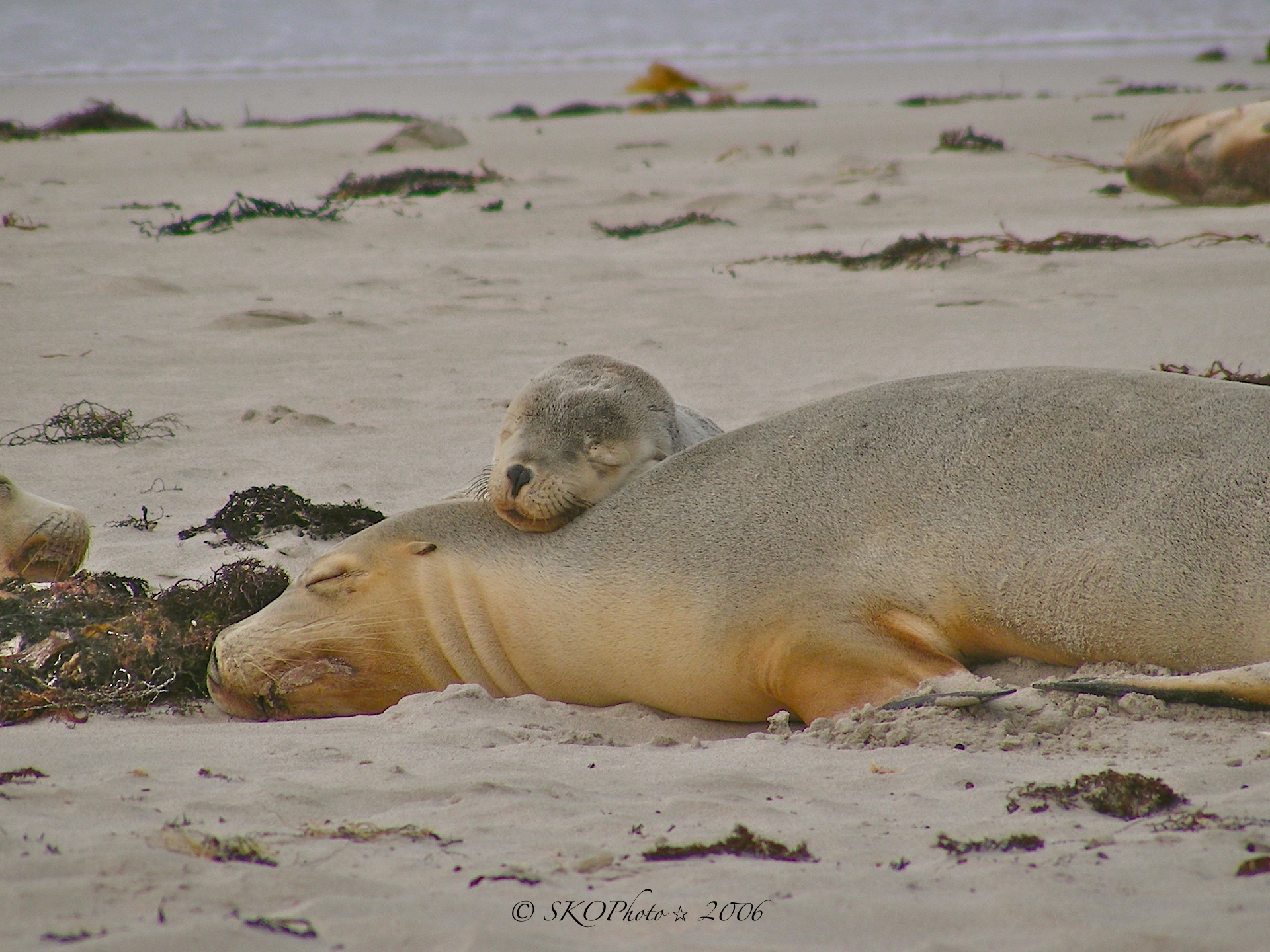 Kangaroo Island -Seal Bay