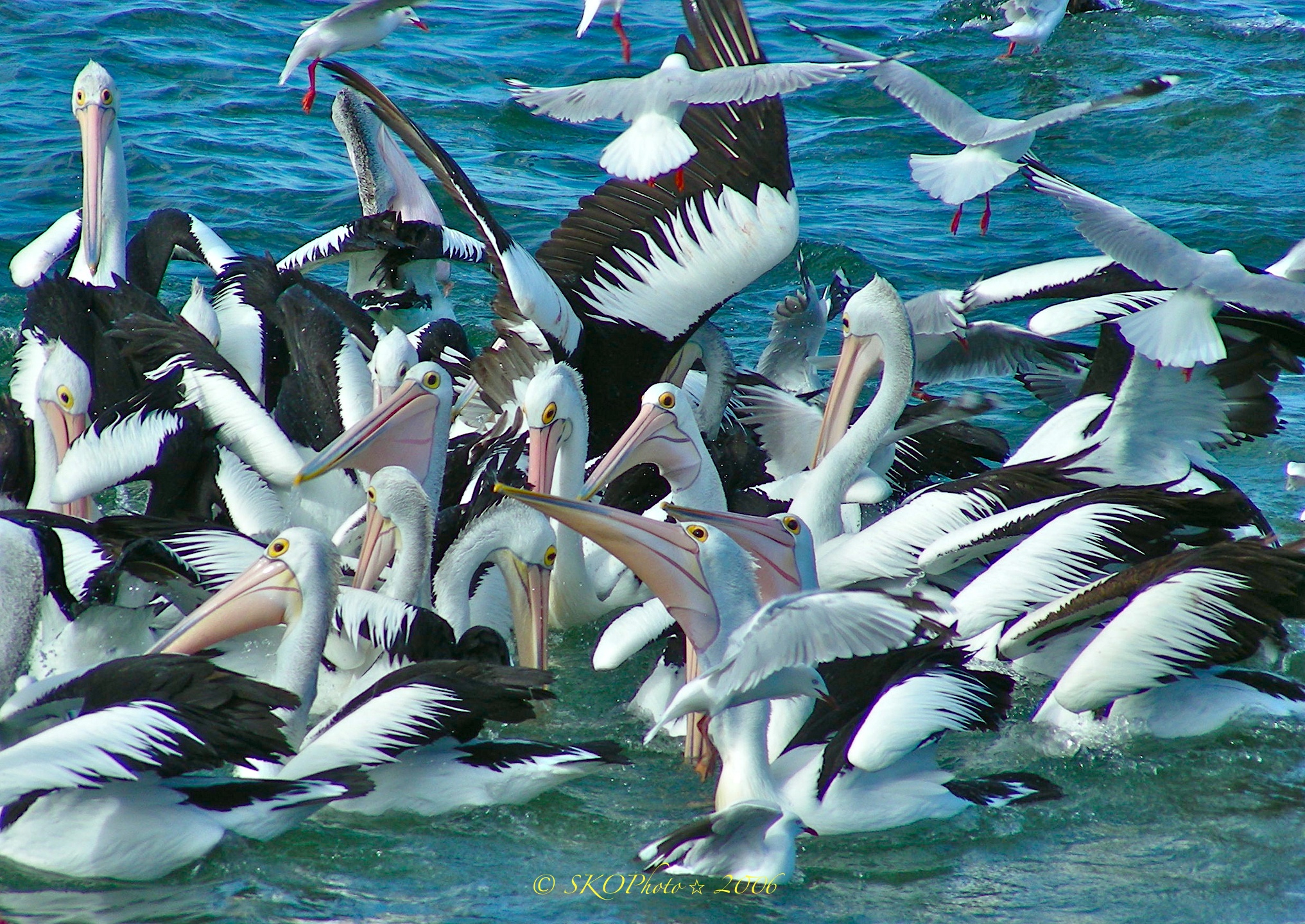 Kangaroo Island - Australian Pelican